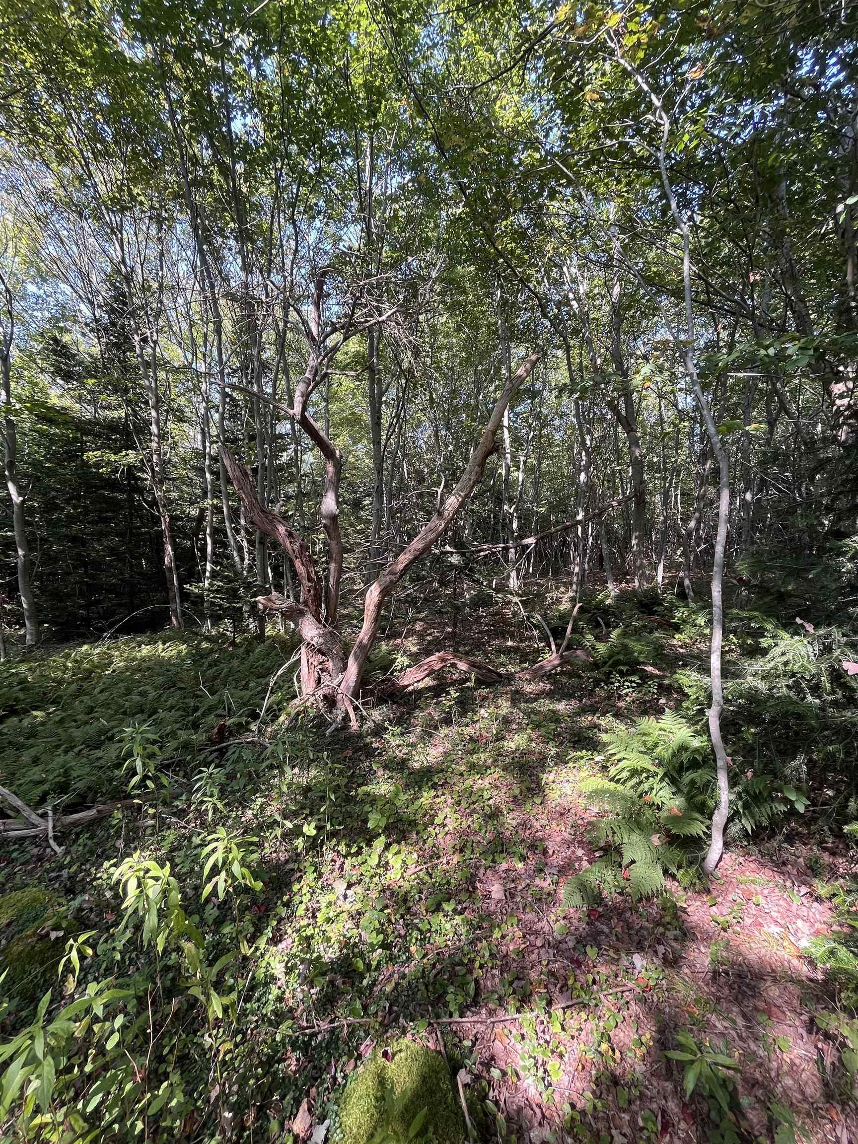 $62,500.00: Lot 340 Highway, Hassett