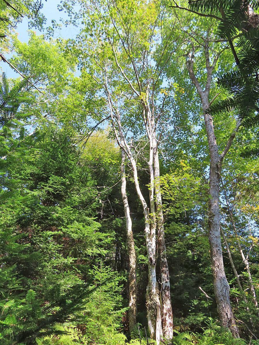 $85,000.00: Lot 5 Basin Road, Evanston