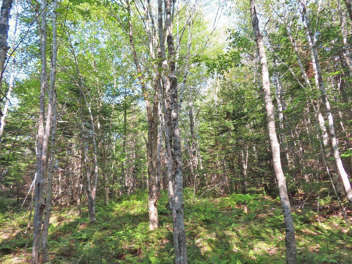 $85,000.00: Lot 5 Basin Road, Evanston