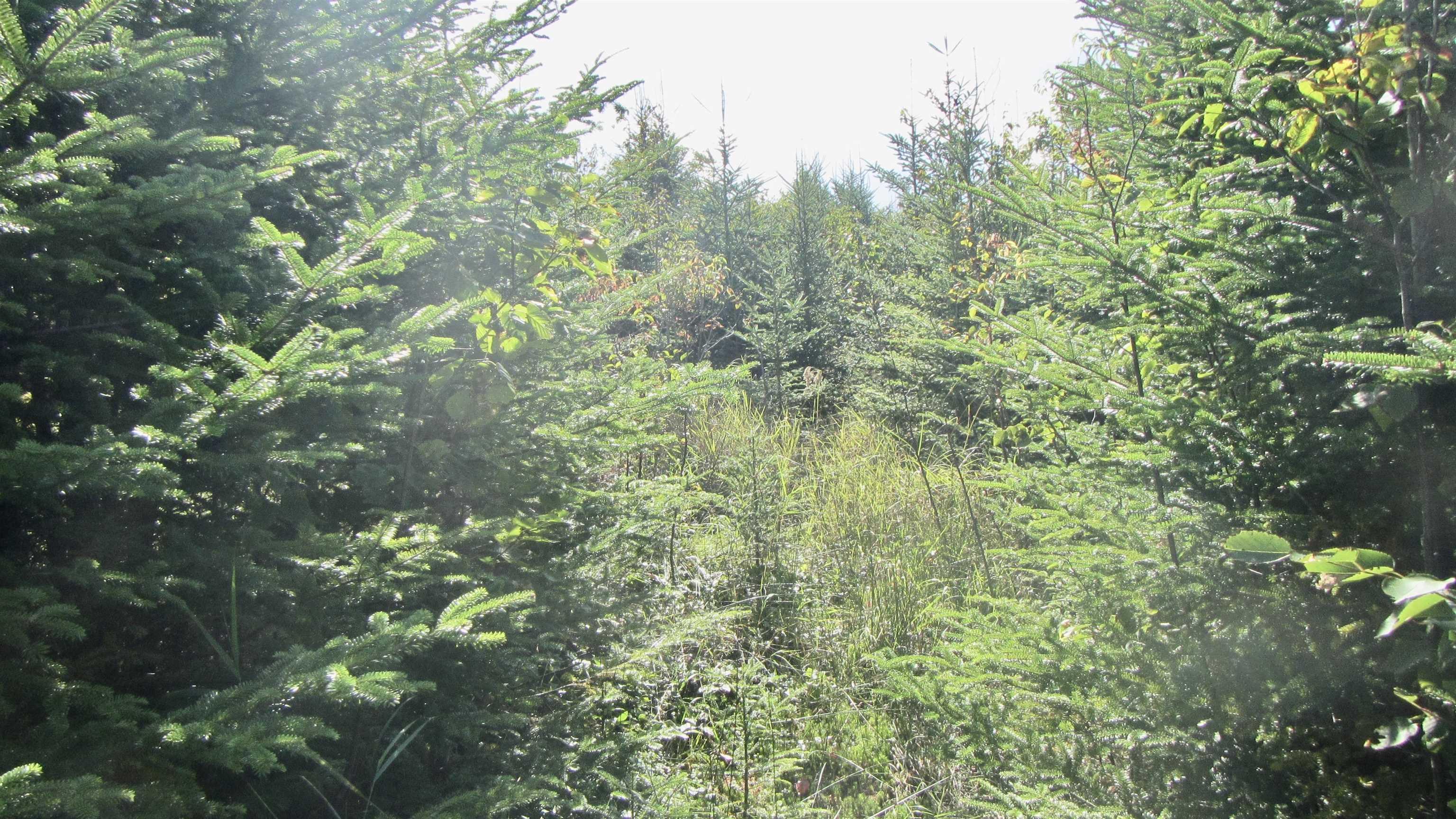 $395,000.00: 10Lots-49Acres 98 Pig Point Road, Framboise