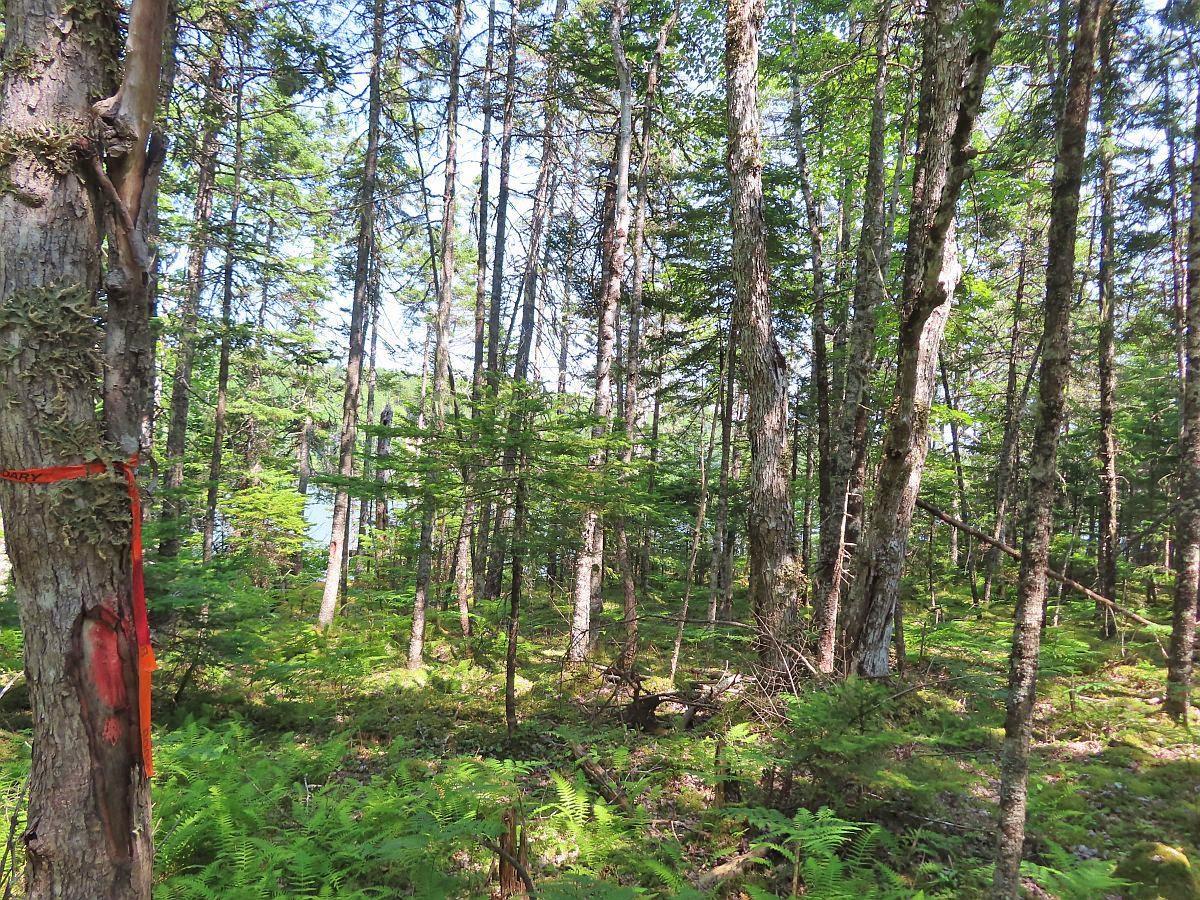 $75,000.00: Lot 2 Lower River Road, Hureauville