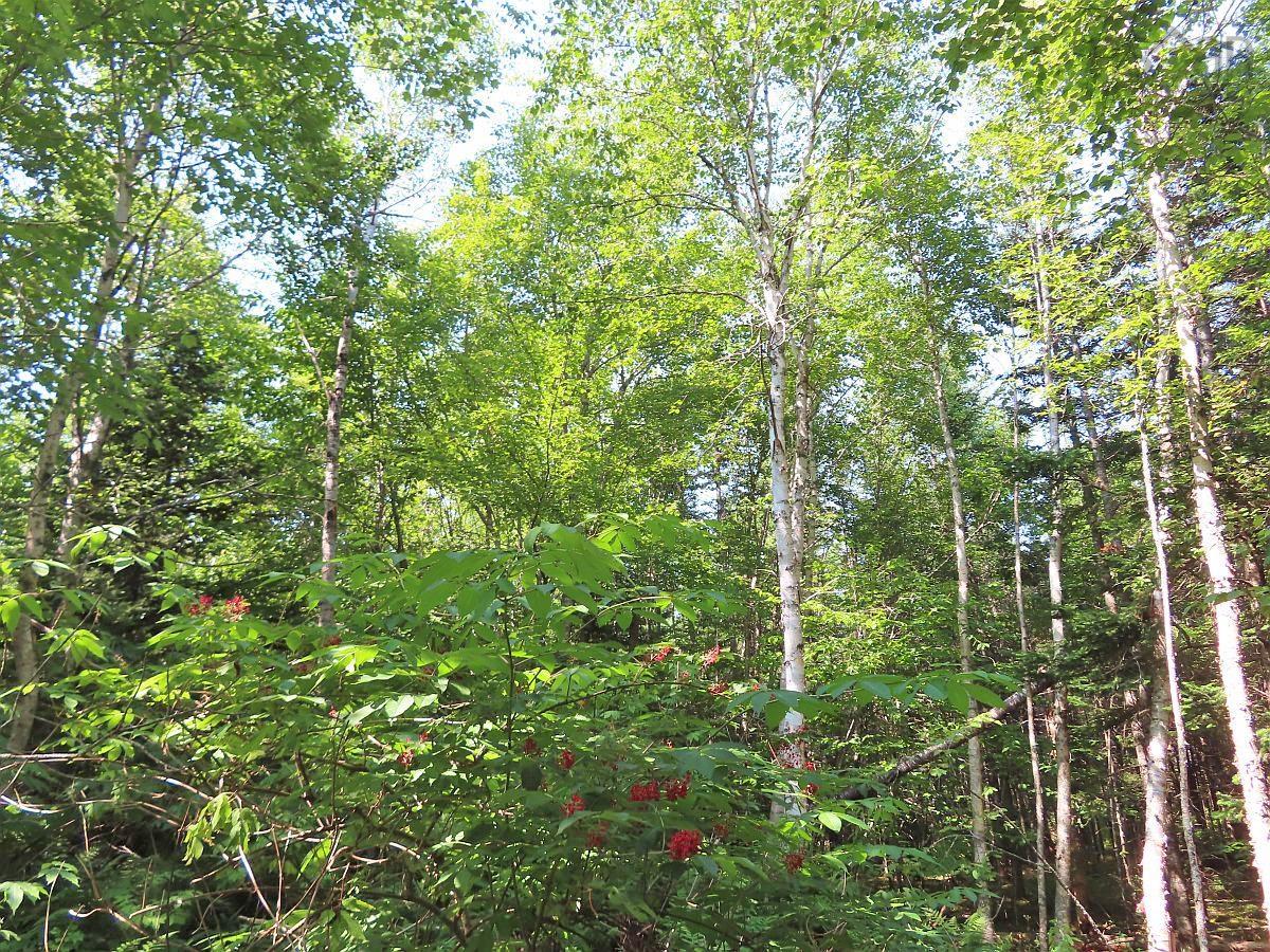 $75,000.00: Lot 2 Lower River Road, Hureauville