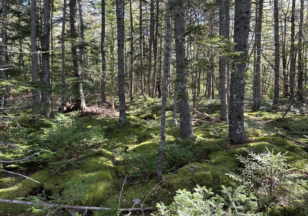 $65,000.00: Lot C Mill Road, Mill Road