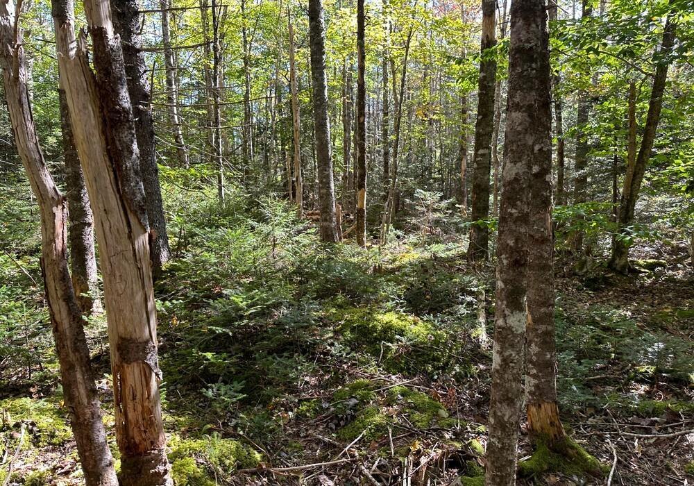 $65,000.00: Lot C Mill Road, Mill Road