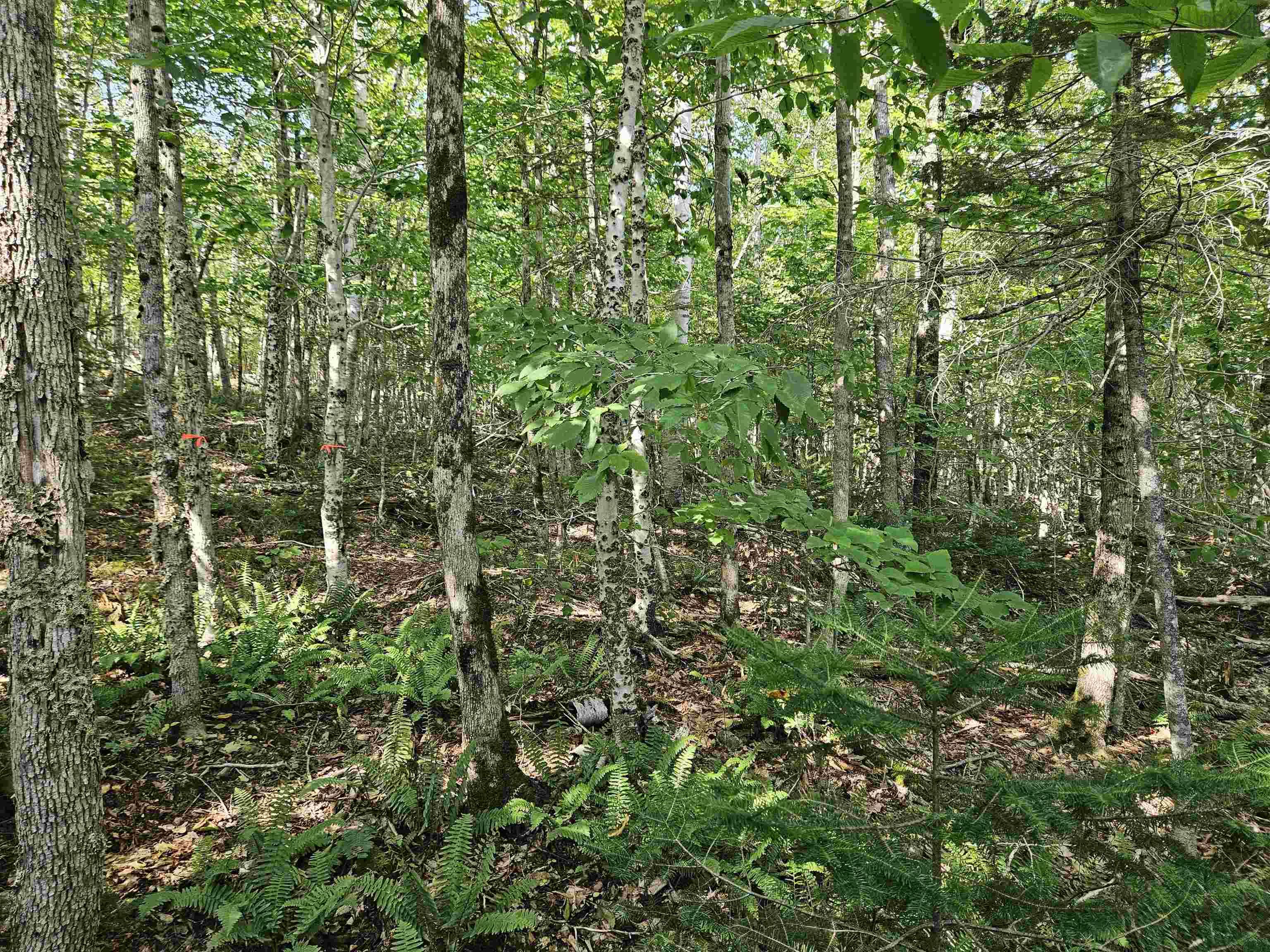 $54,900.00: Lot 9-4 Kill Dog Cove Road, Parkdale