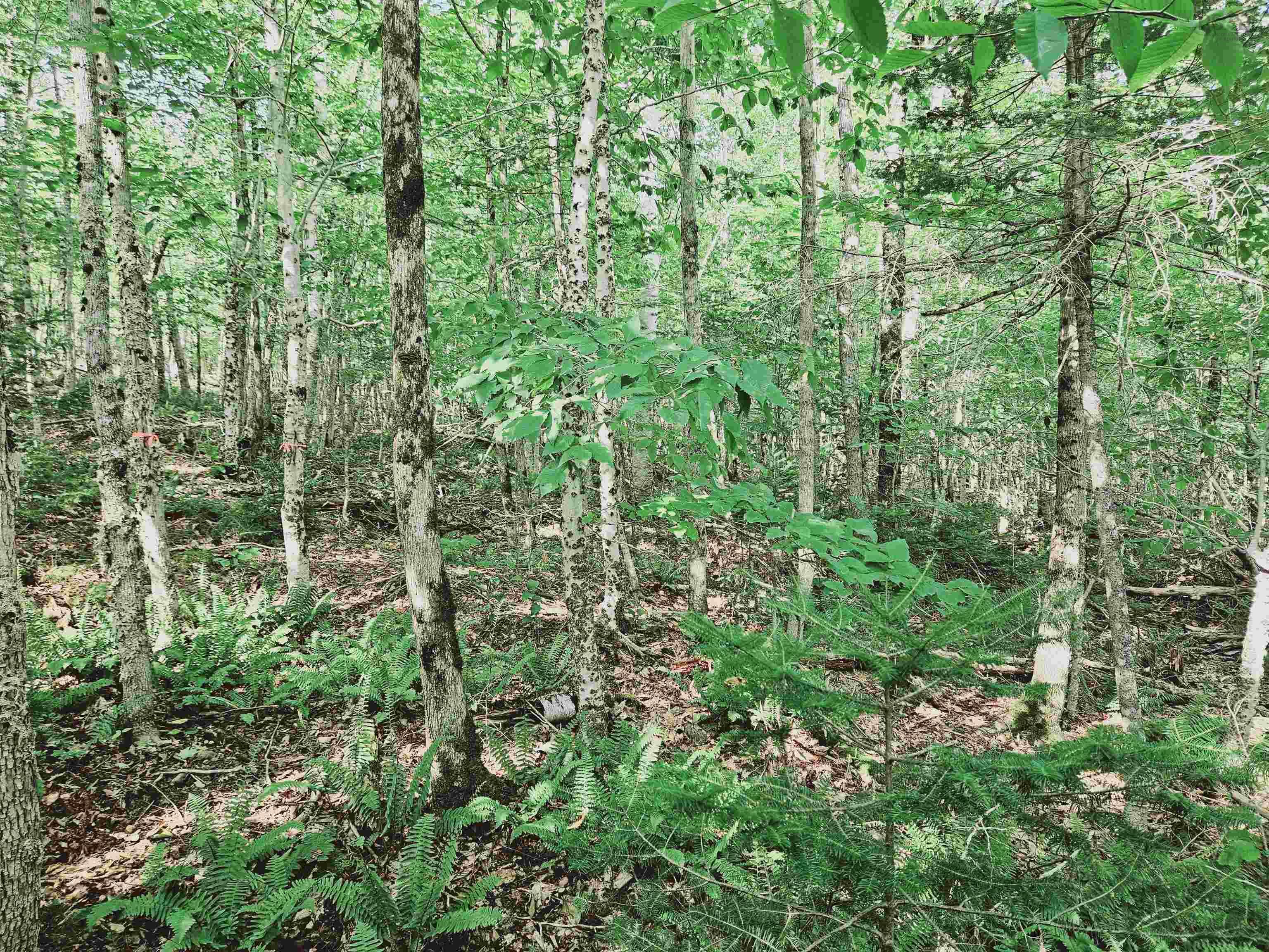 $54,900.00: Lot 9-4 Kill Dog Cove Road, Parkdale