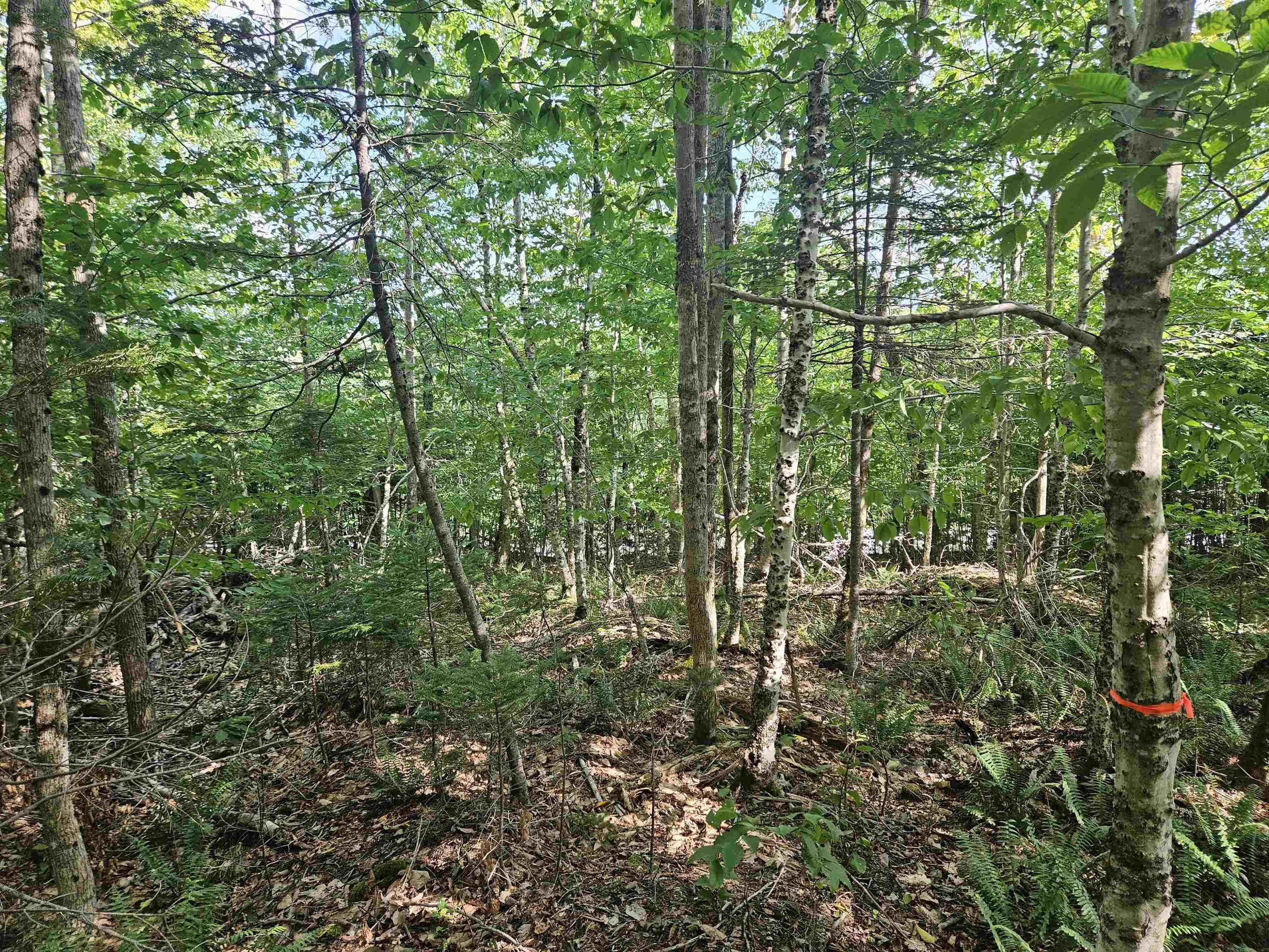 $54,900.00: Lot 9-4 Kill Dog Cove Road, Parkdale