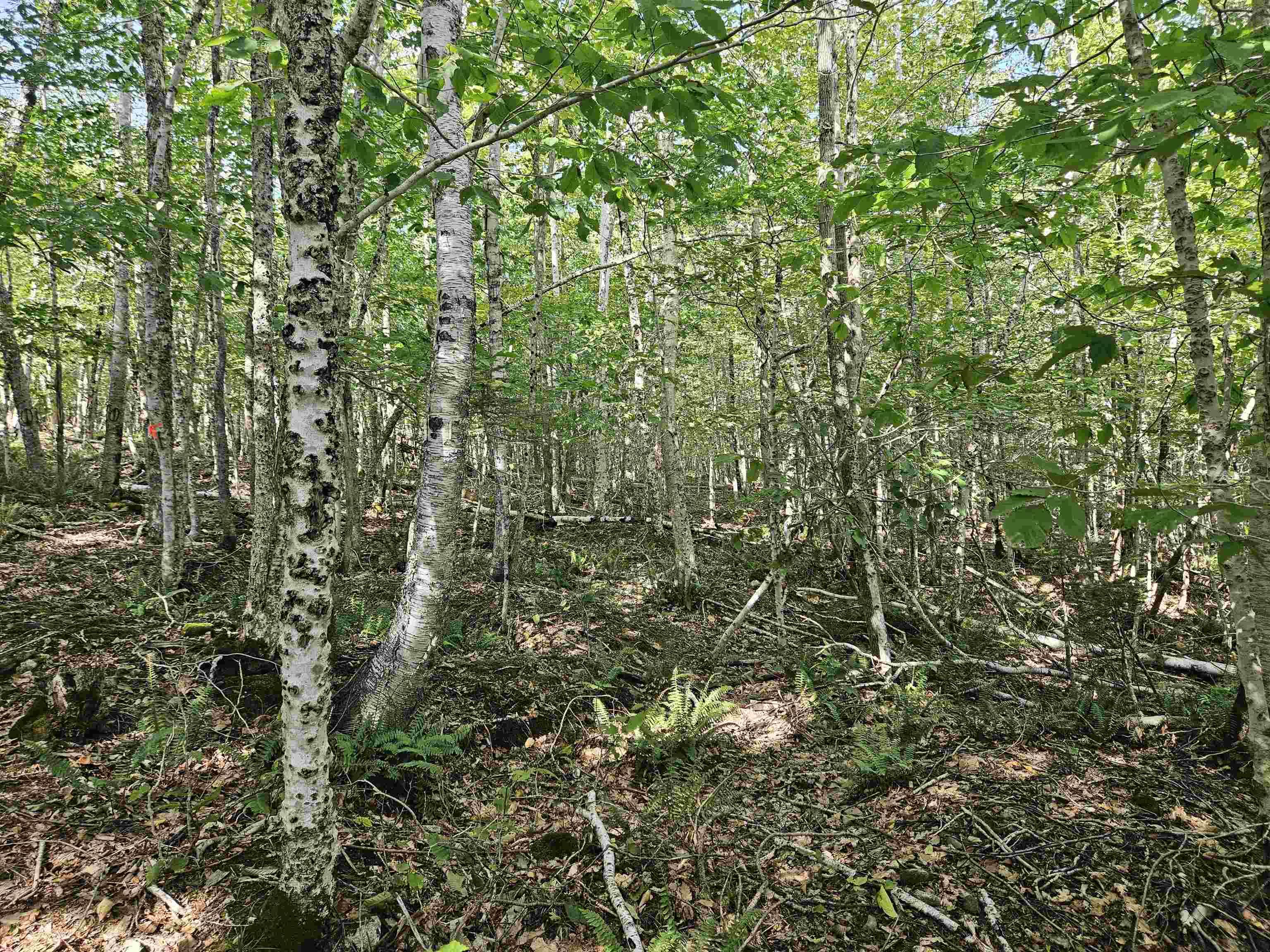 $54,900.00: Lot 9-4 Kill Dog Cove Road, Parkdale