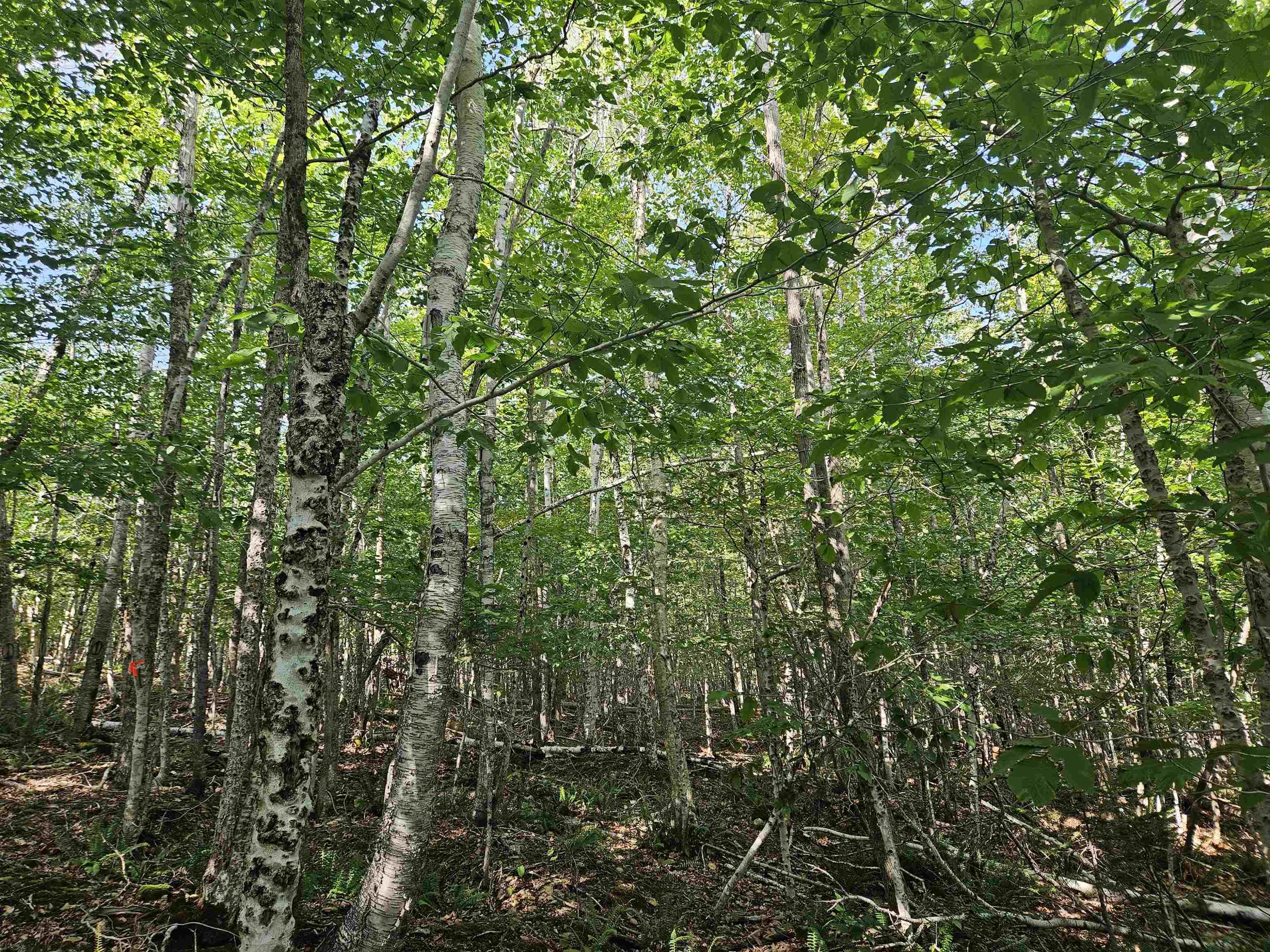 $54,900.00: Lot 9-4 Kill Dog Cove Road, Parkdale