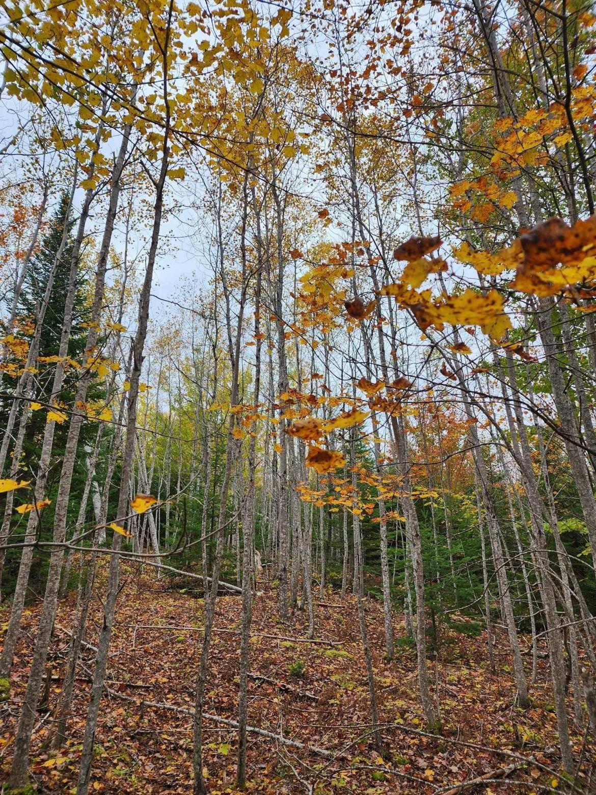 $74,900.00: Lot 3B Highway 4, Telford