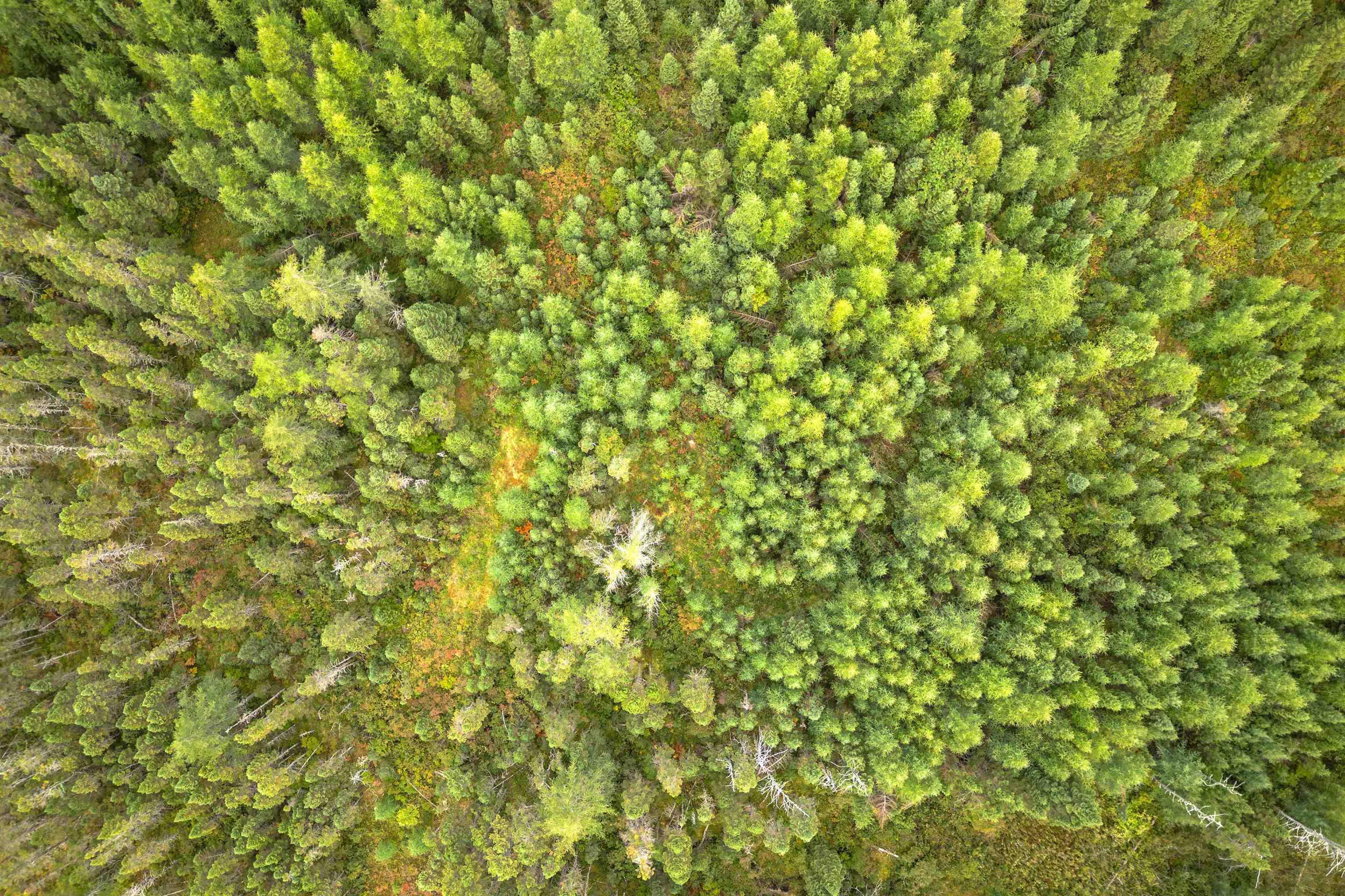 $22,500.00: 44 Acres Rear Black River Road, Grande Anse
