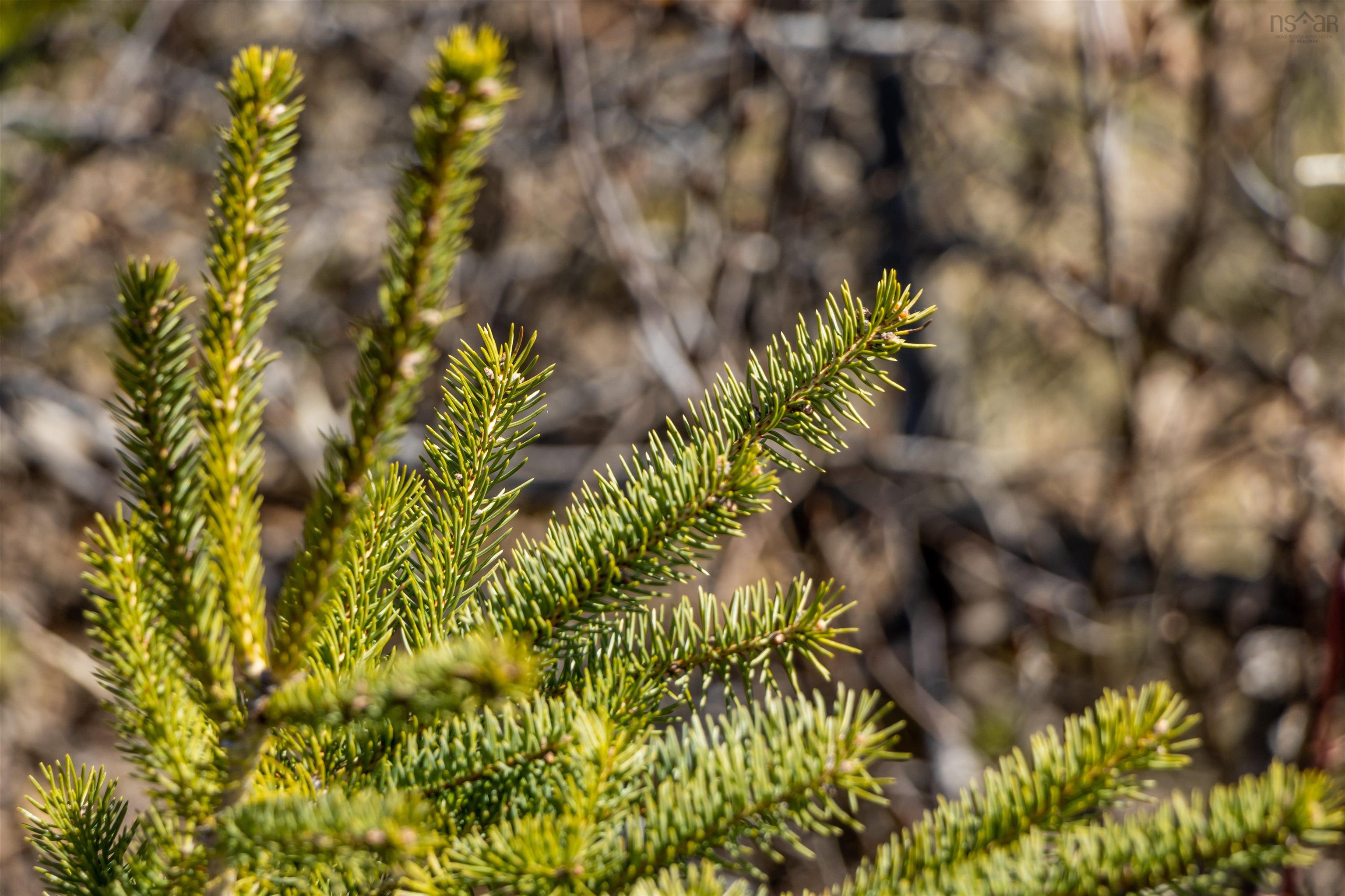 $49,000.00: Lot 10 Huntington Point Road, Mountain Front