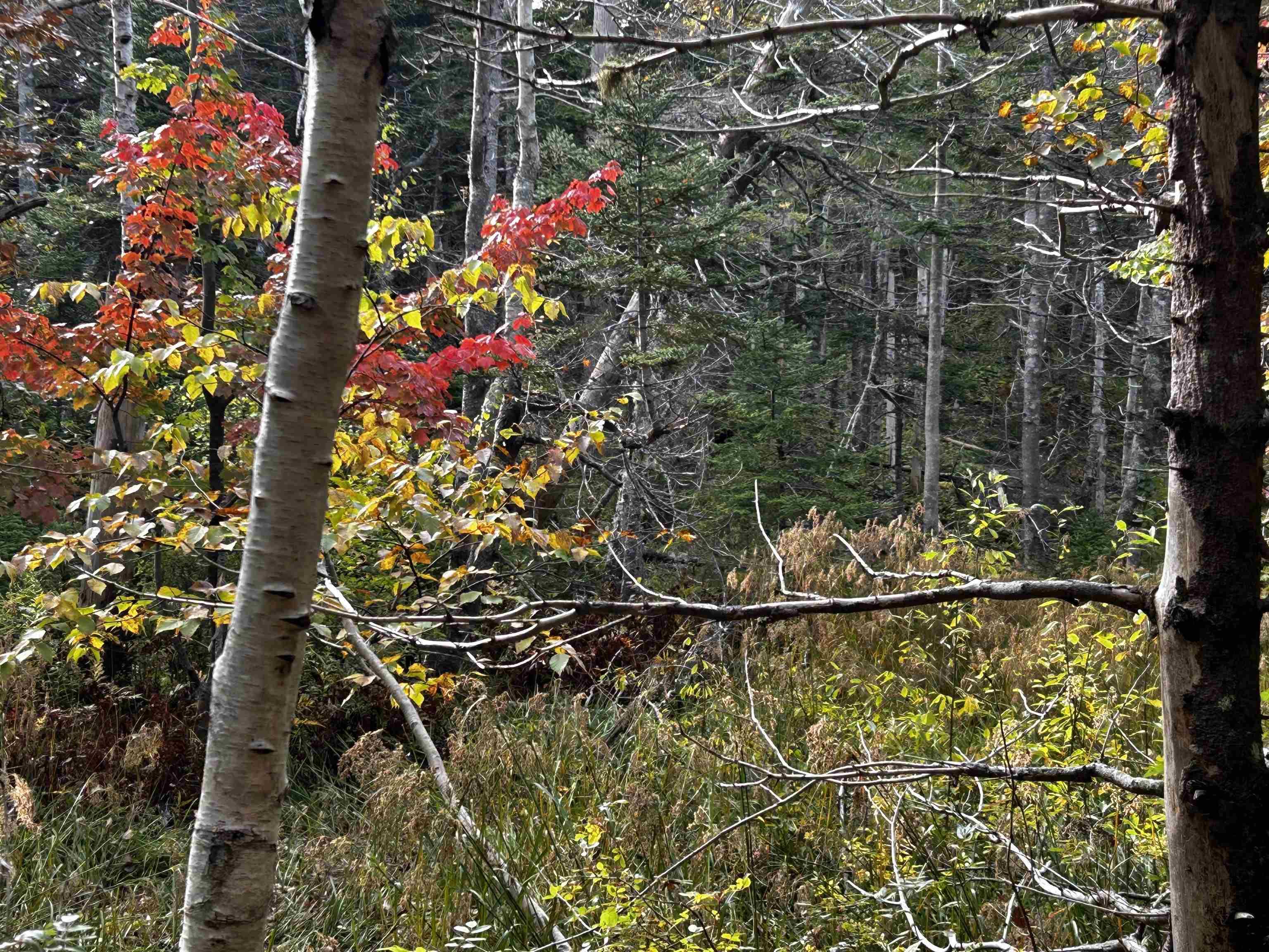 $39,000.00: Lot Broad Cove Road, Culloden