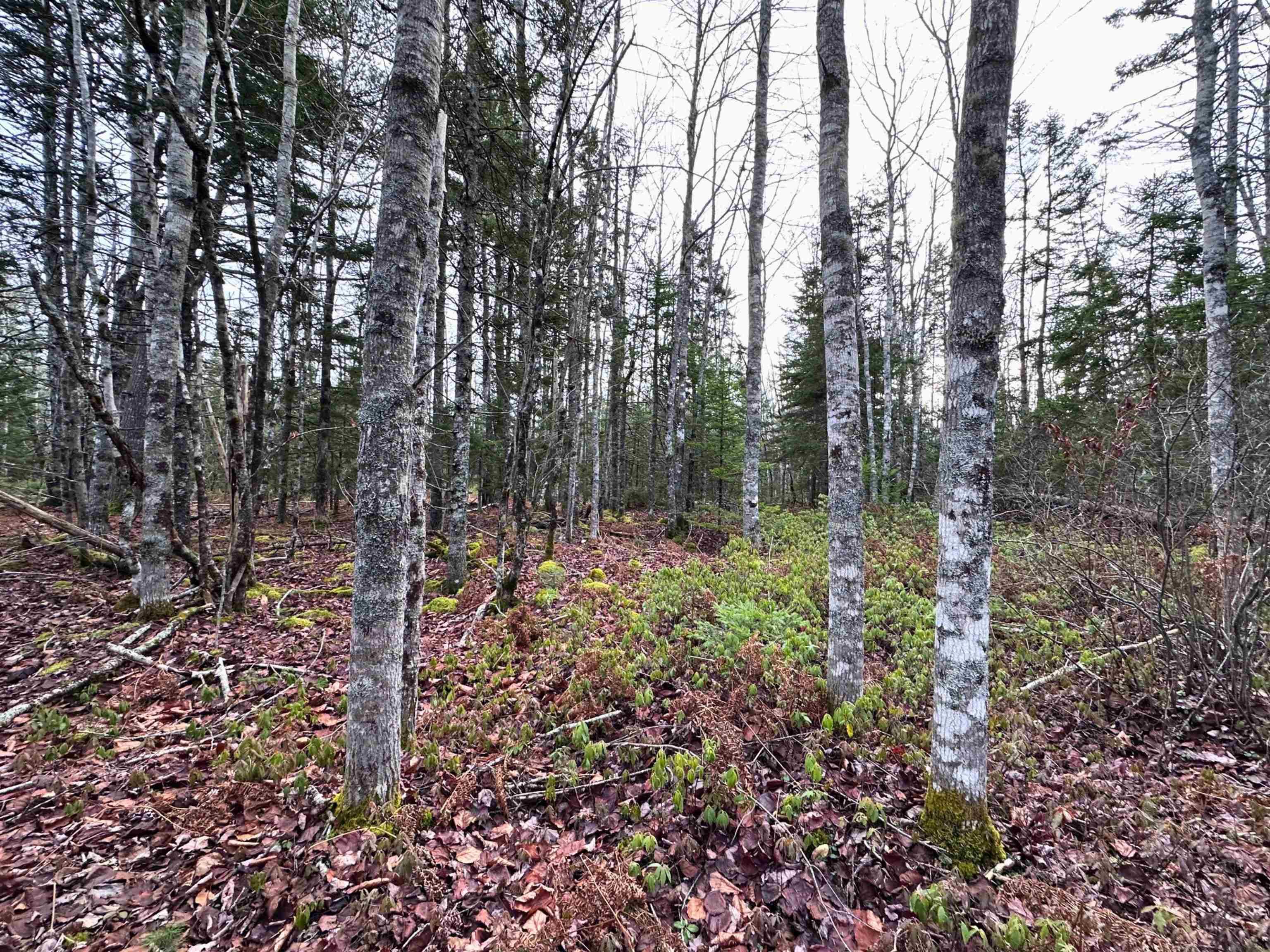 $32,000.00: Lot 23 Ernest Marion Drive, Laconia