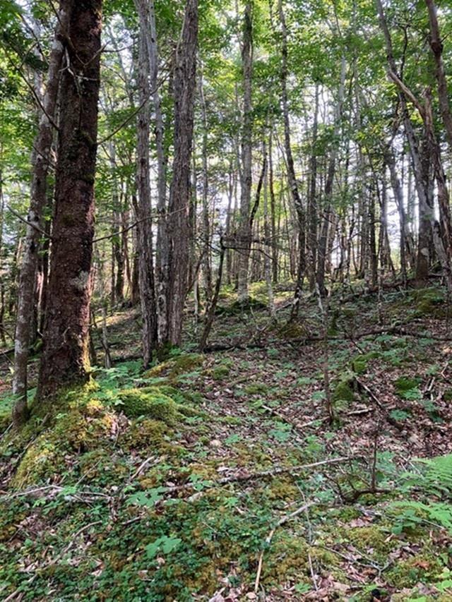 $75,000.00: Lot 5 McCormack Road, Sandford