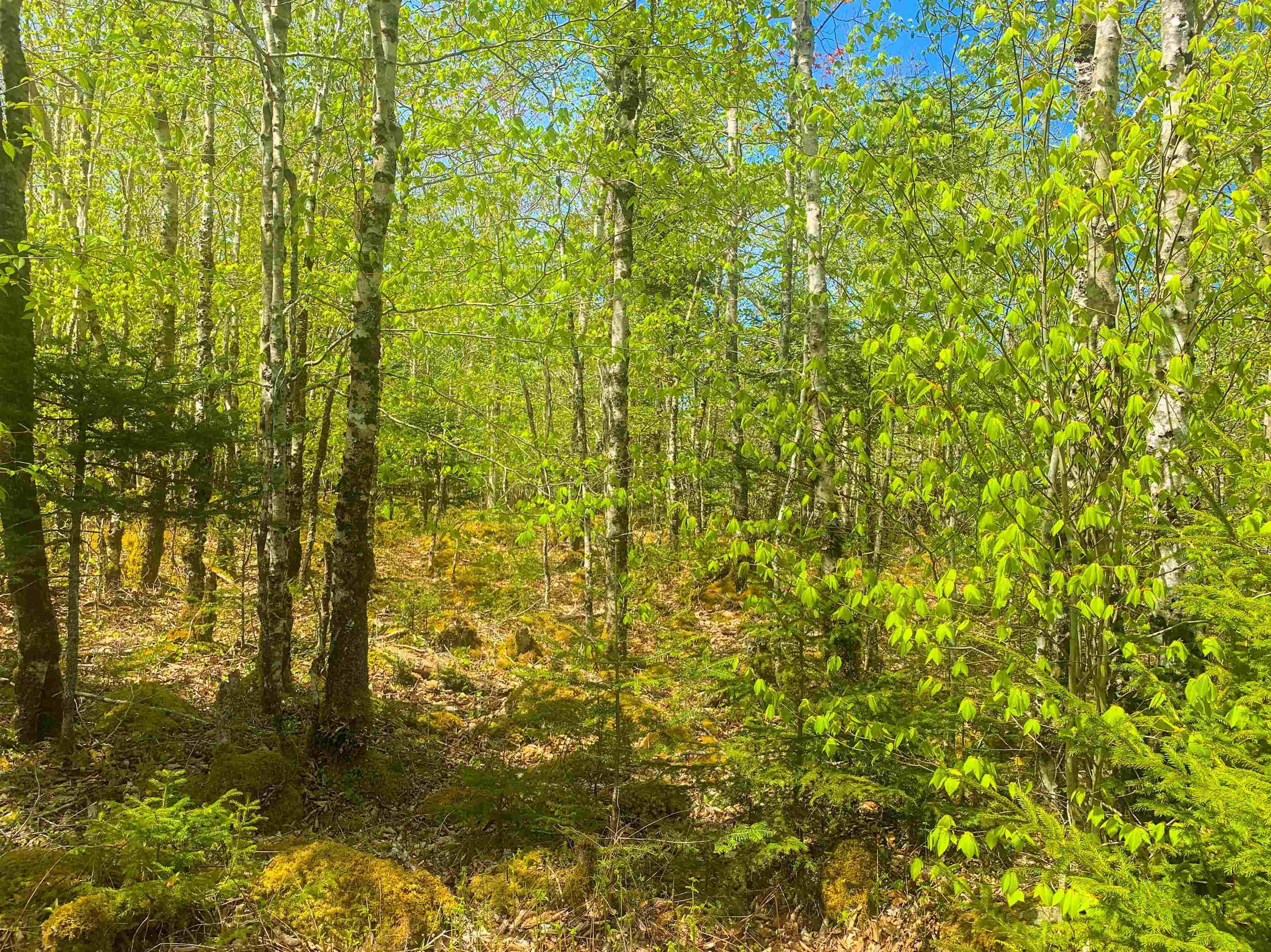 $29,900.00: Lot 20 Highway 308, Morris Island