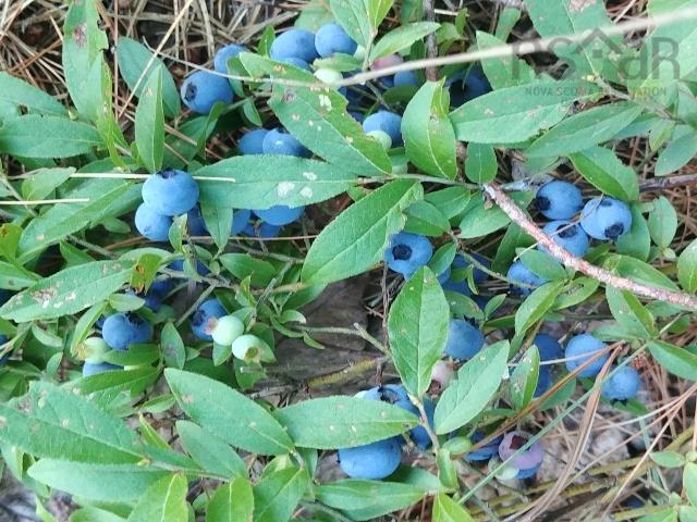 $99,500.00: 0 Lake Mulgrave, Victory