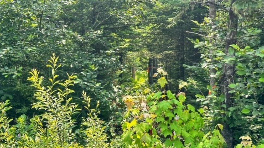 $69,900.00: Lot Tuff Street, Macphees Corner