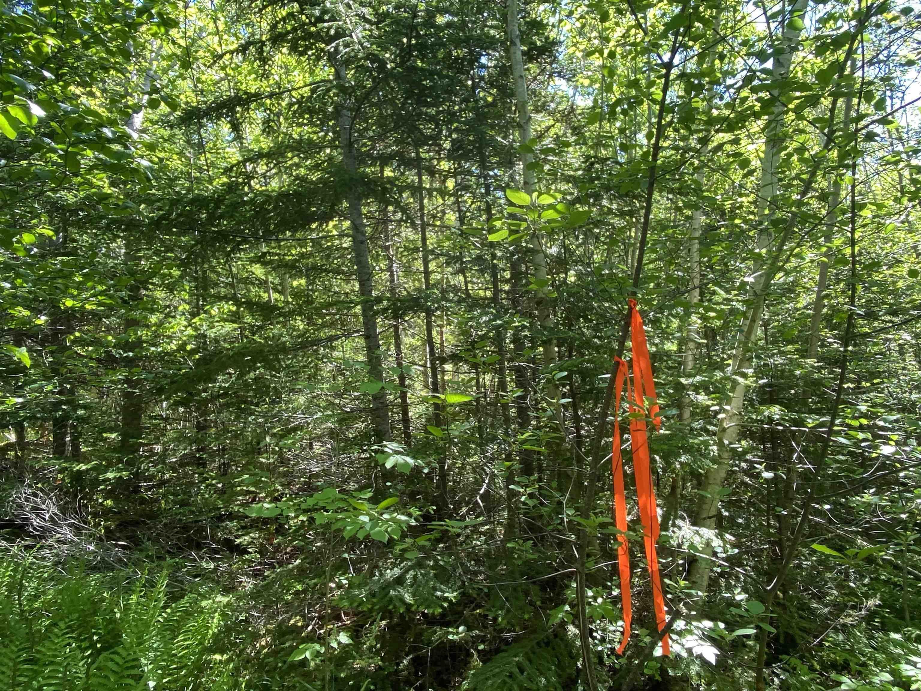 $39,900.00: 0 No. 1 Highway, Deep Brook