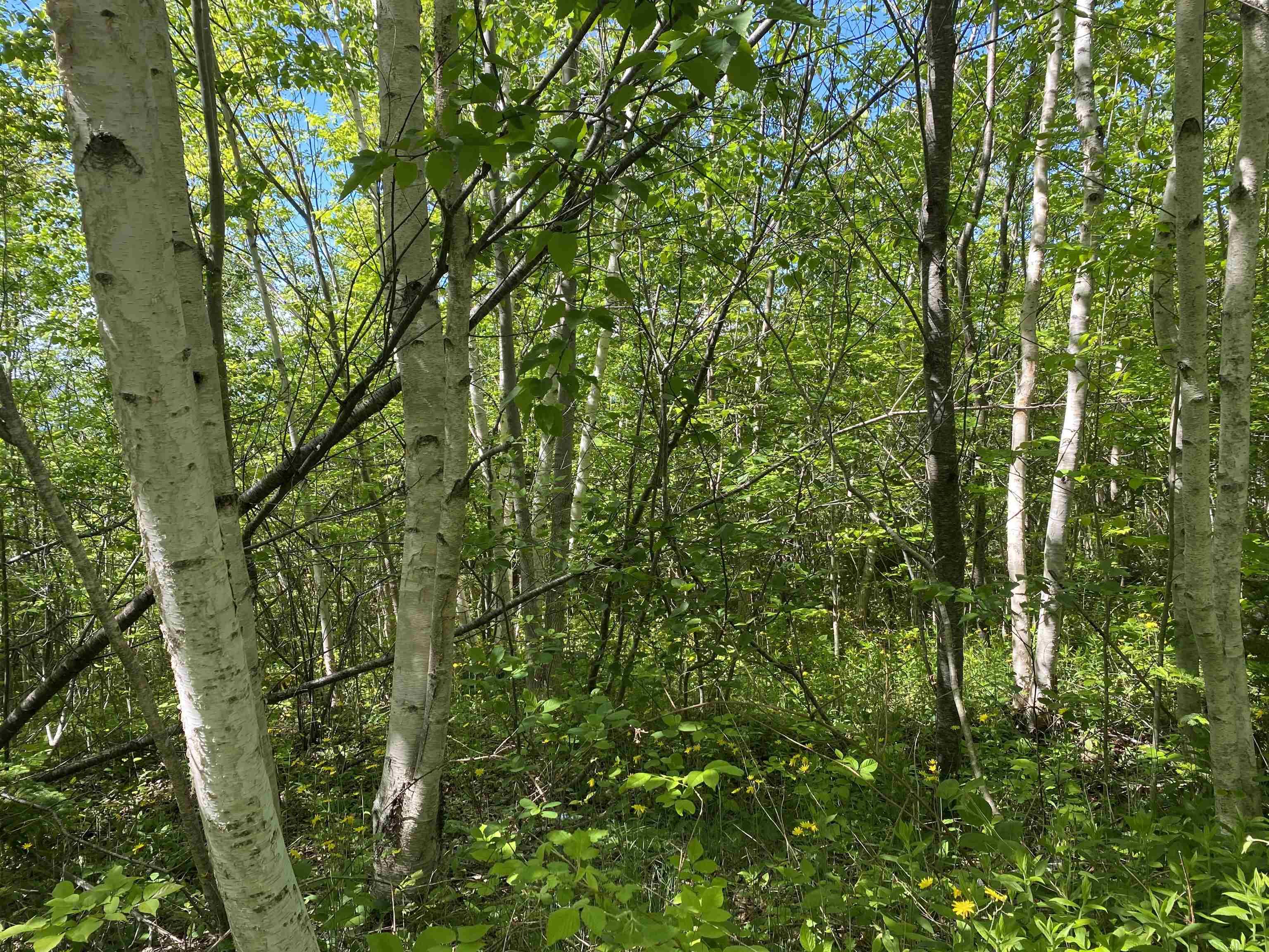 $39,900.00: 0 No. 1 Highway, Deep Brook