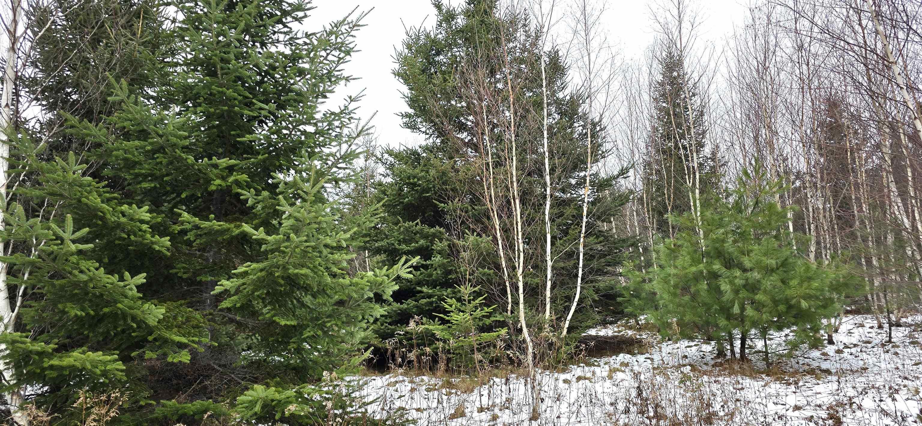 $30,000.00: Lot 105 East Clifford Road, East Clifford