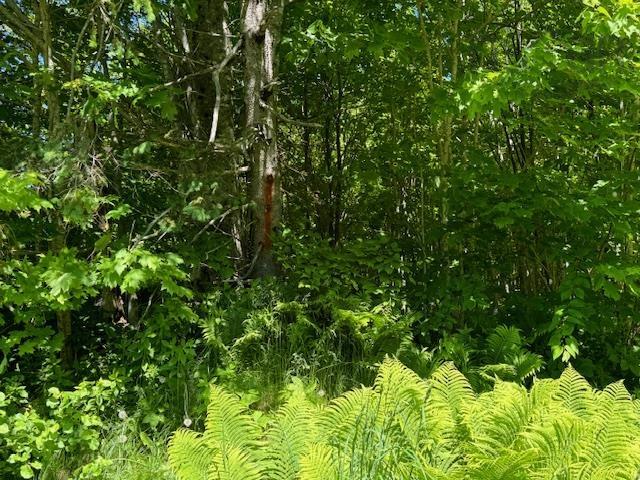 $49,900.00: Lot 9 Kempt Head Road, Kempt Head