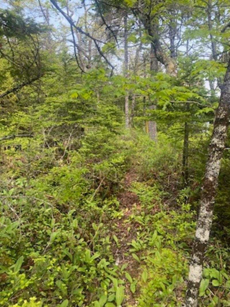 125 Brans Way, Williamswood, NS (MLS 202503193)