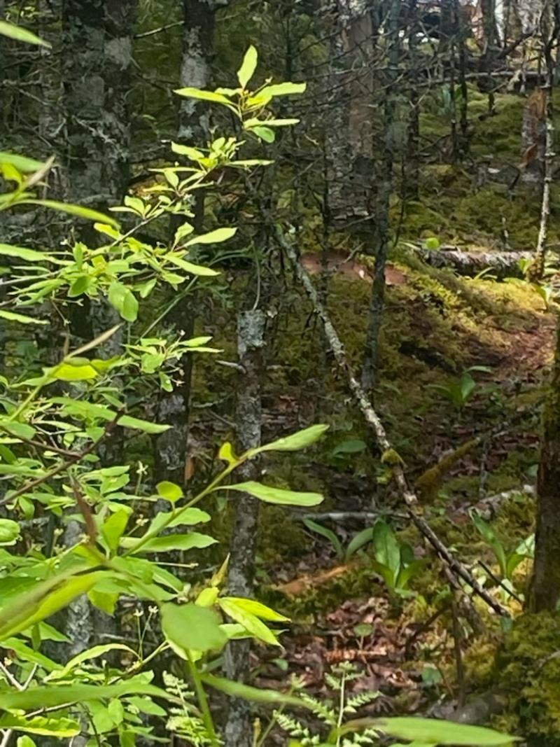 125 Brans Way, Williamswood, NS (MLS 202503193)