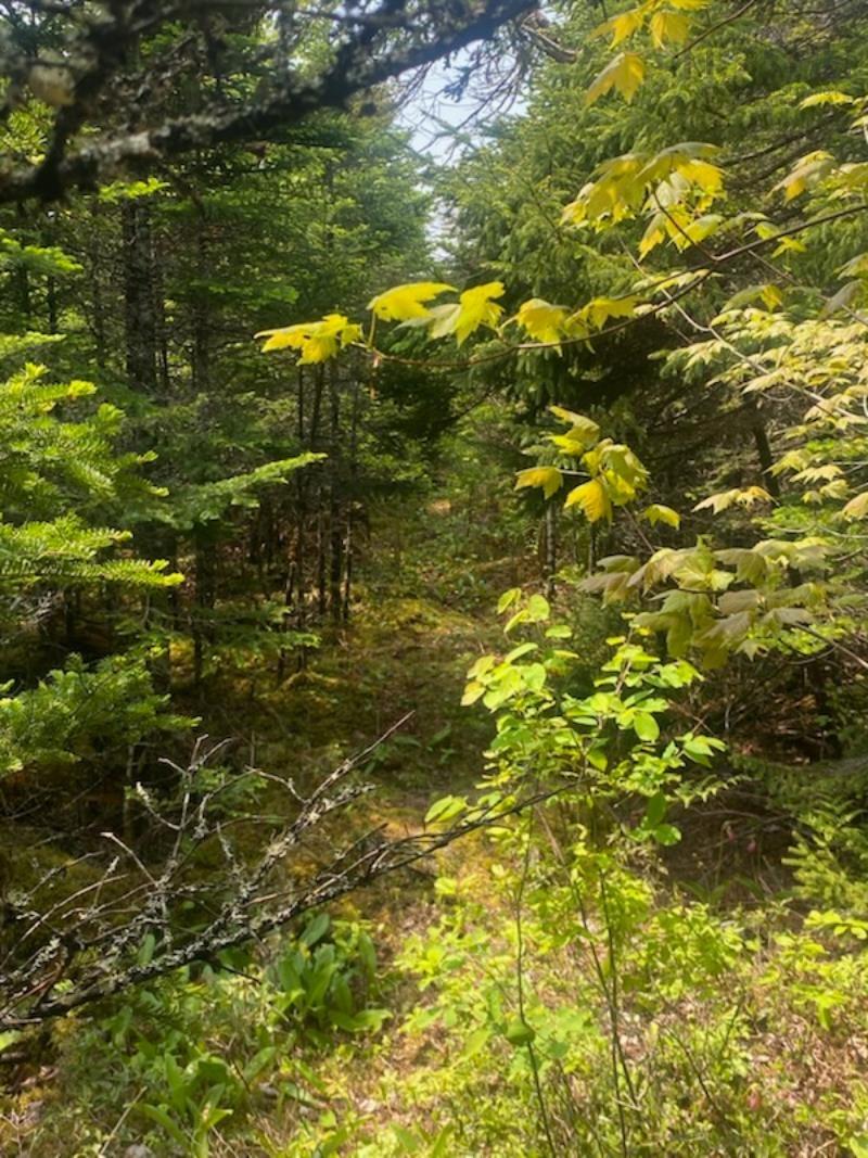 125 Brans Way, Williamswood, NS (MLS 202503193)