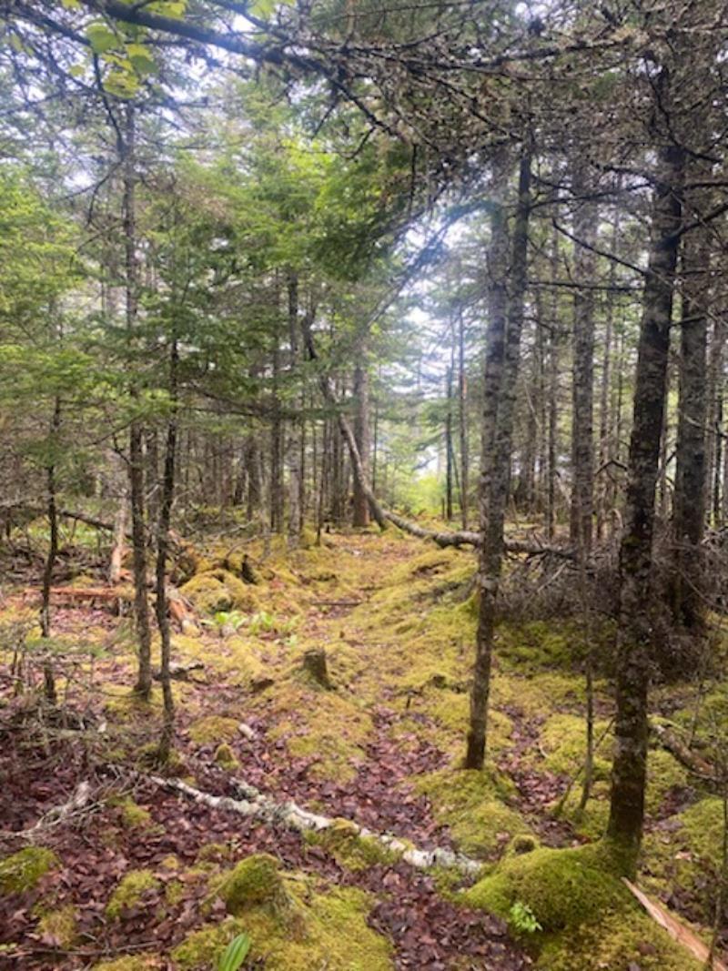 125 Brans Way, Williamswood, NS (MLS 202503193)