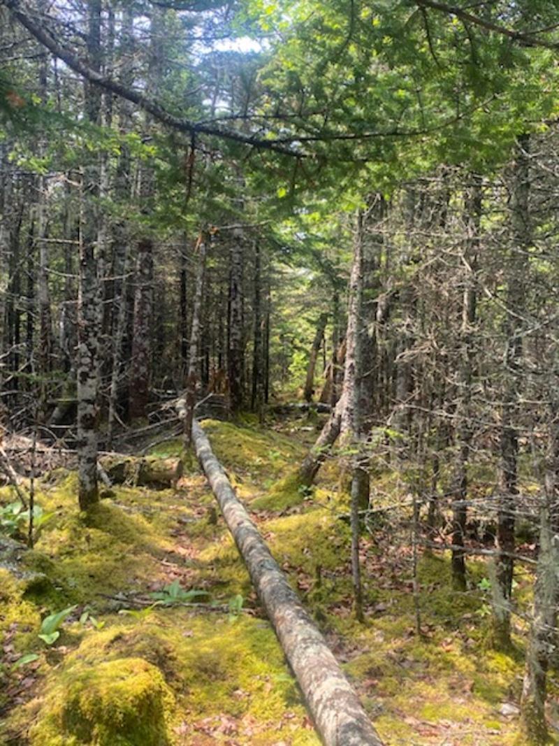 125 Brans Way, Williamswood, NS (MLS 202503193)