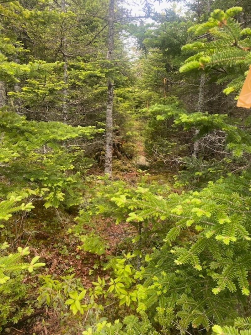 125 Brans Way, Williamswood, NS (MLS 202503193)