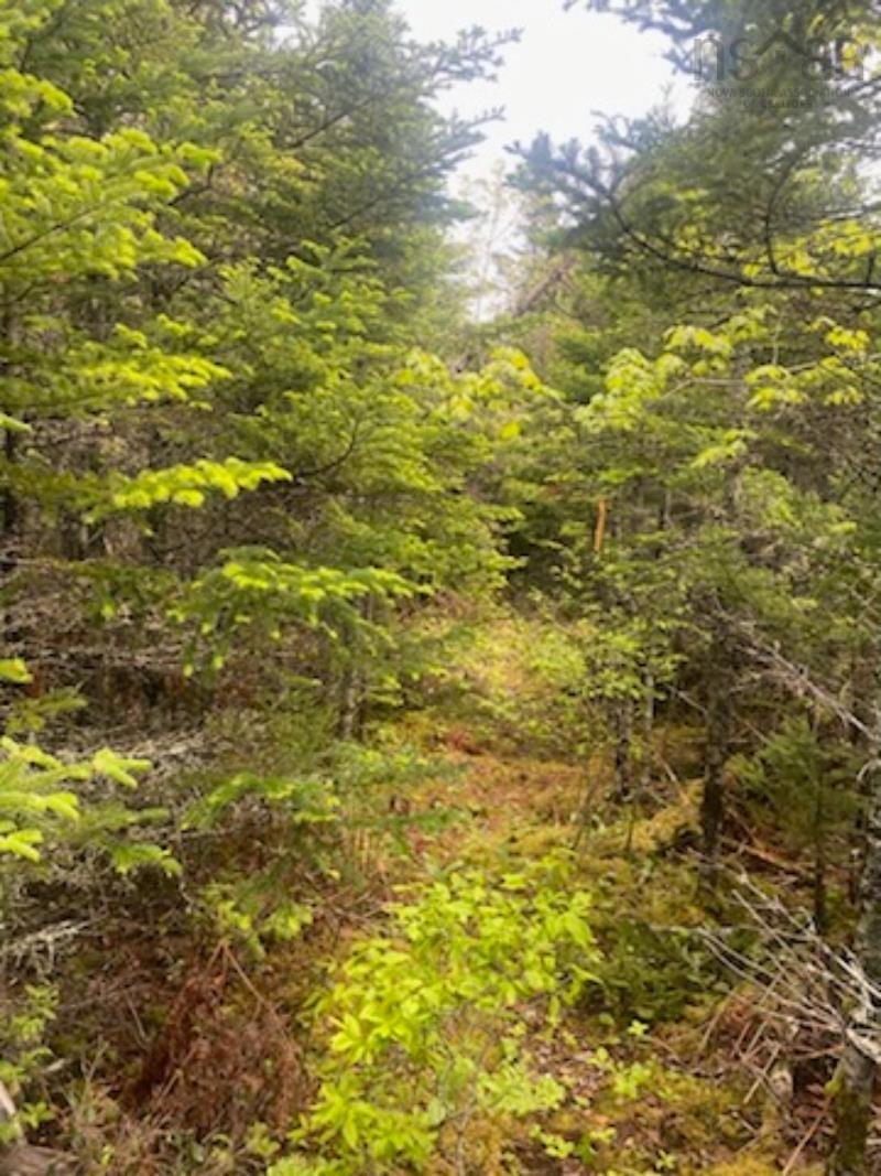 125 Brans Way, Williamswood, NS (MLS 202503193)