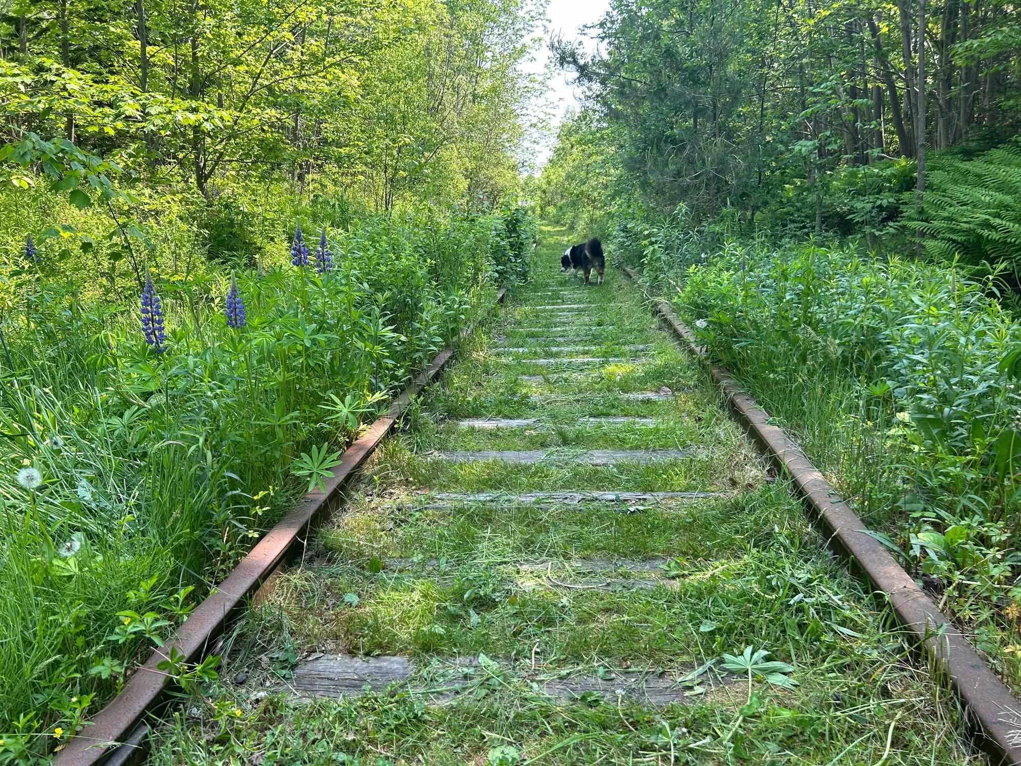 (Unit 1) 130 Everlina Lane, Windsor Junction, NS (MLS 202504041)