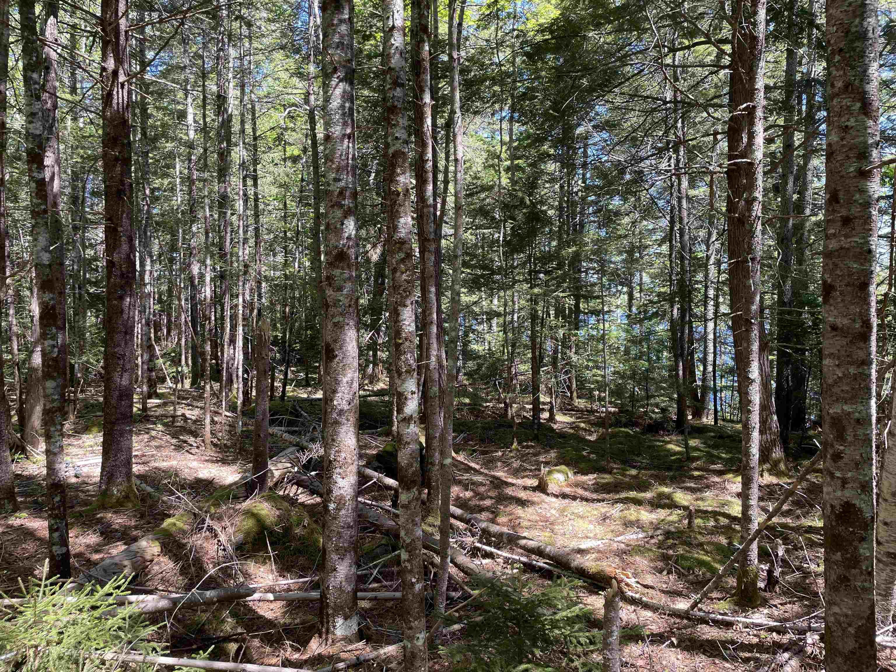 $29,900.00: Lot 1 Grant Lake Road, Chester Grant