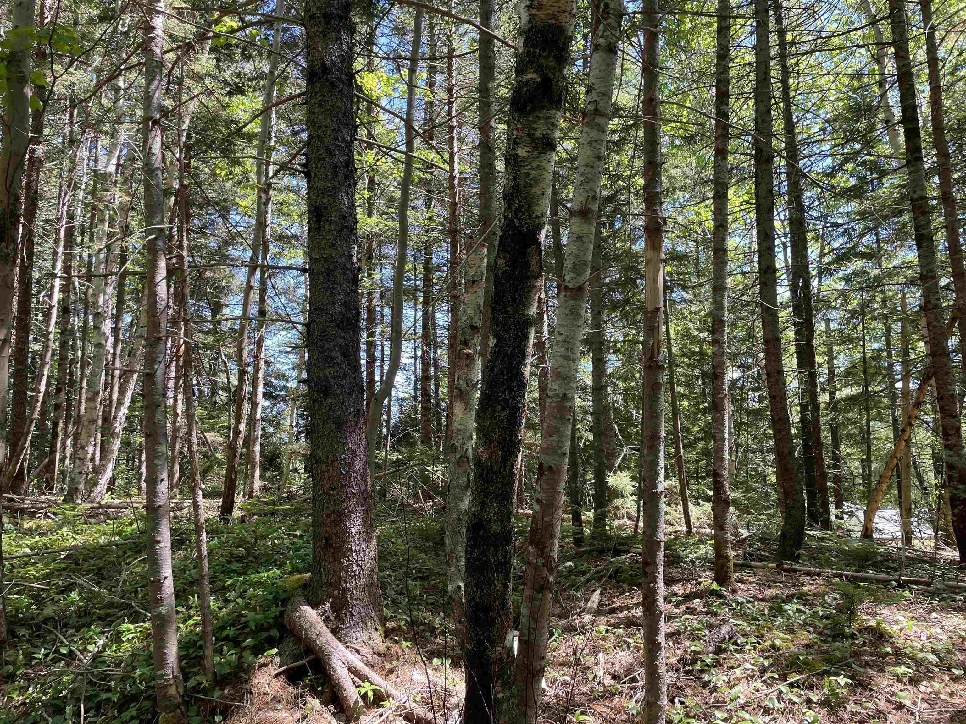 $29,900.00: Lot 1 Grant Lake Road, Chester Grant
