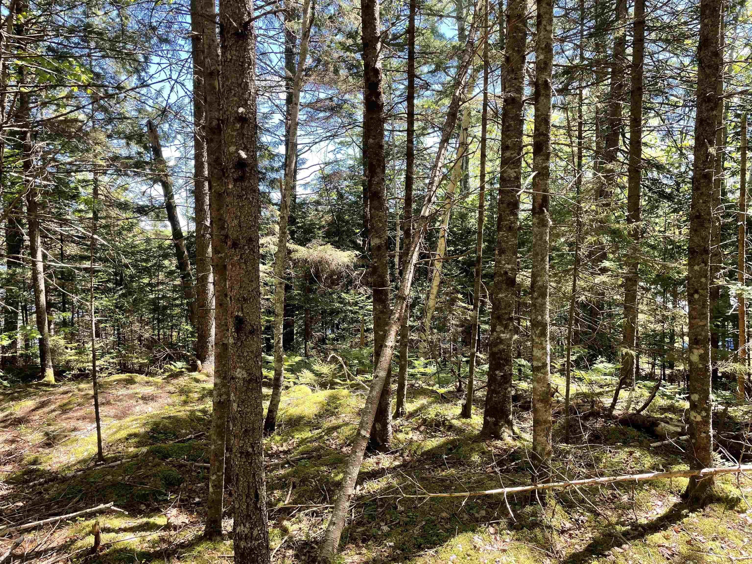 $29,900.00: Lot 1 Grant Lake Road, Chester Grant
