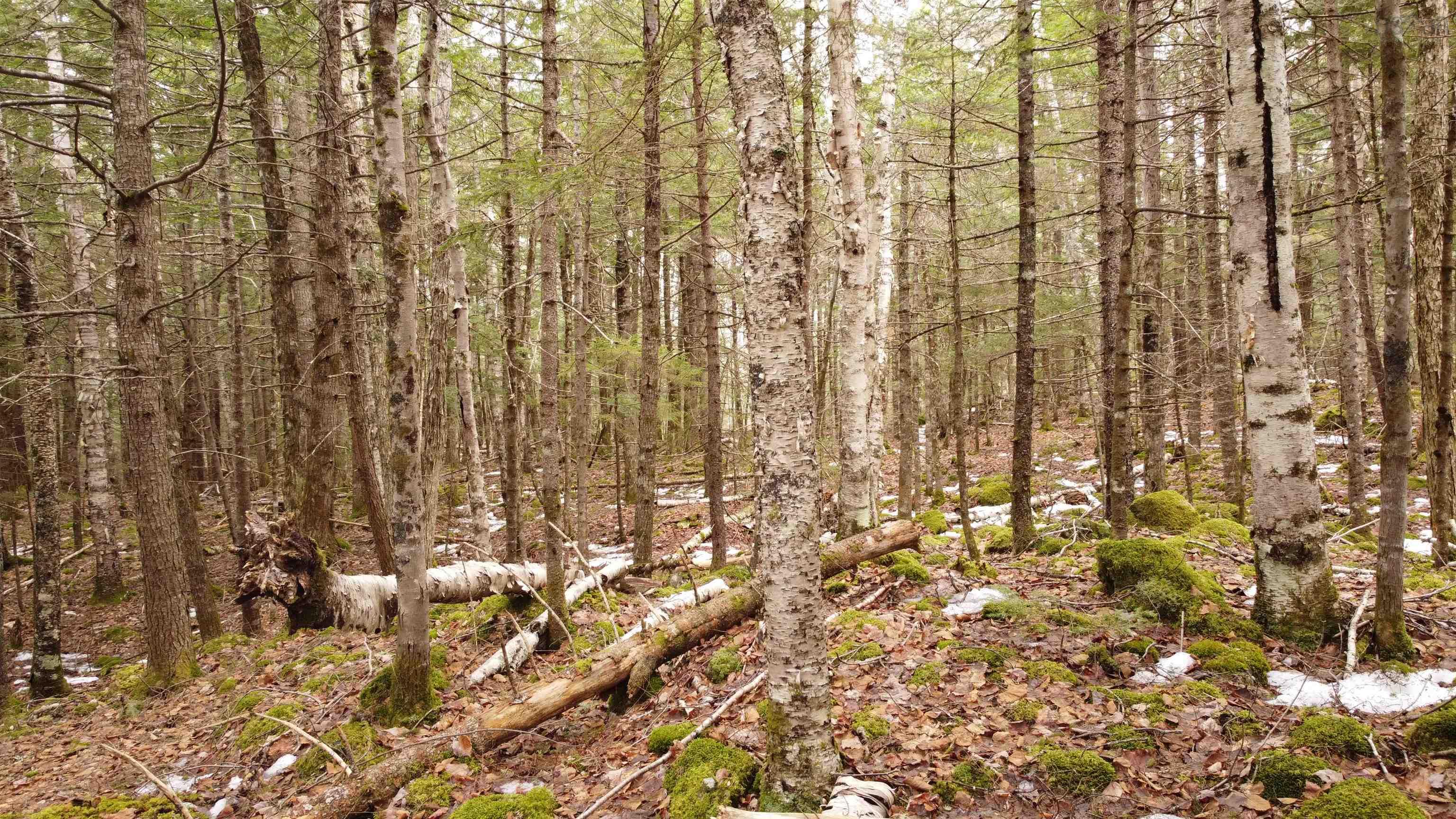 $49,000.00: 63 White Tail Pass, Vaughan