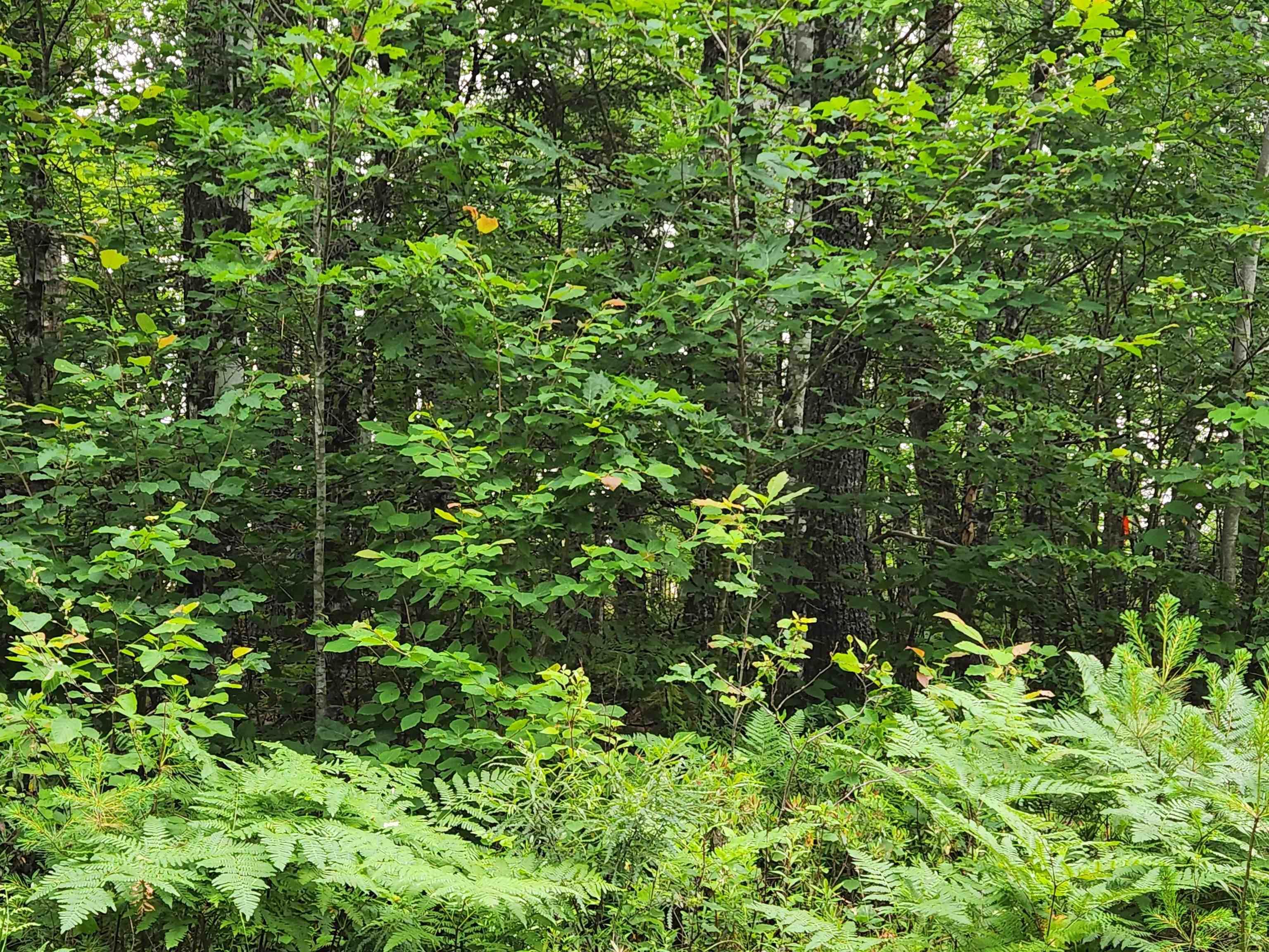 $18,000.00: Lot 73 Baker Point Road, Molega