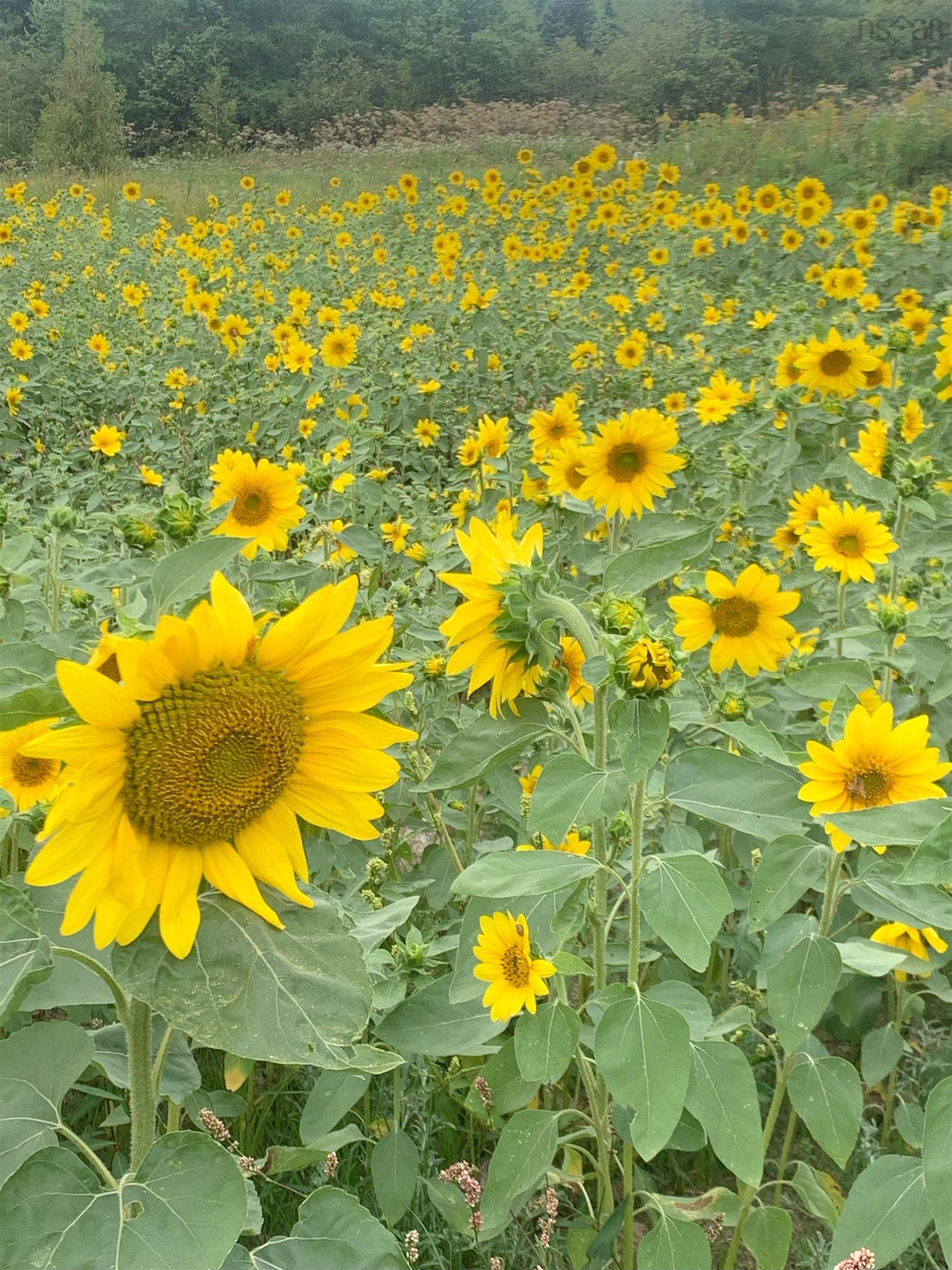 $339,000.00: 21 Glencoe Road, Glencoe Mills