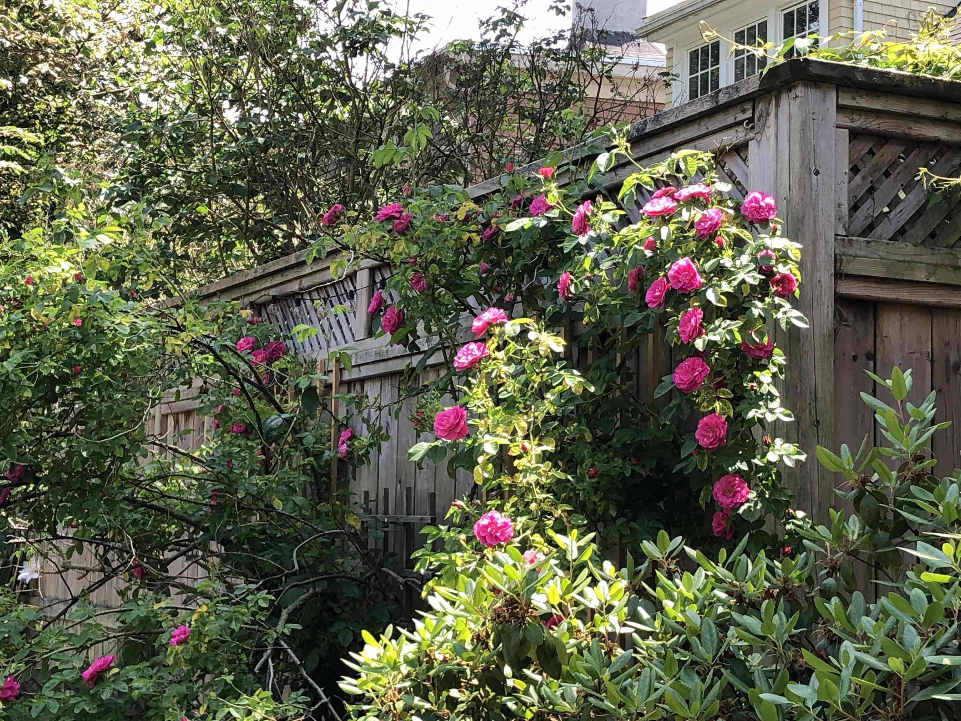 $699,000.00: 5658 Nora Bernard Street, Halifax