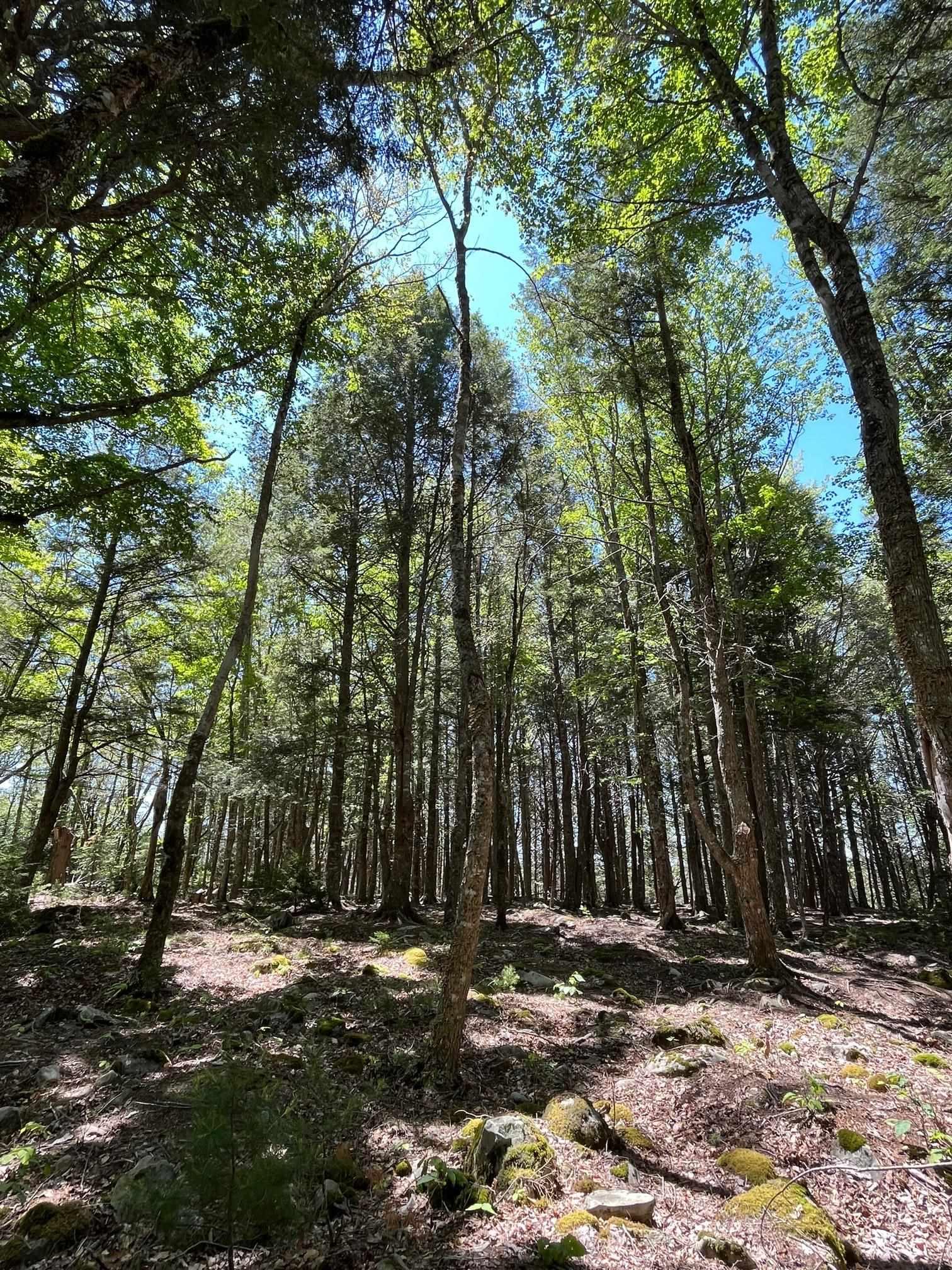 $79,900.00: Lot 18 Thumb Cap Point, Labelle