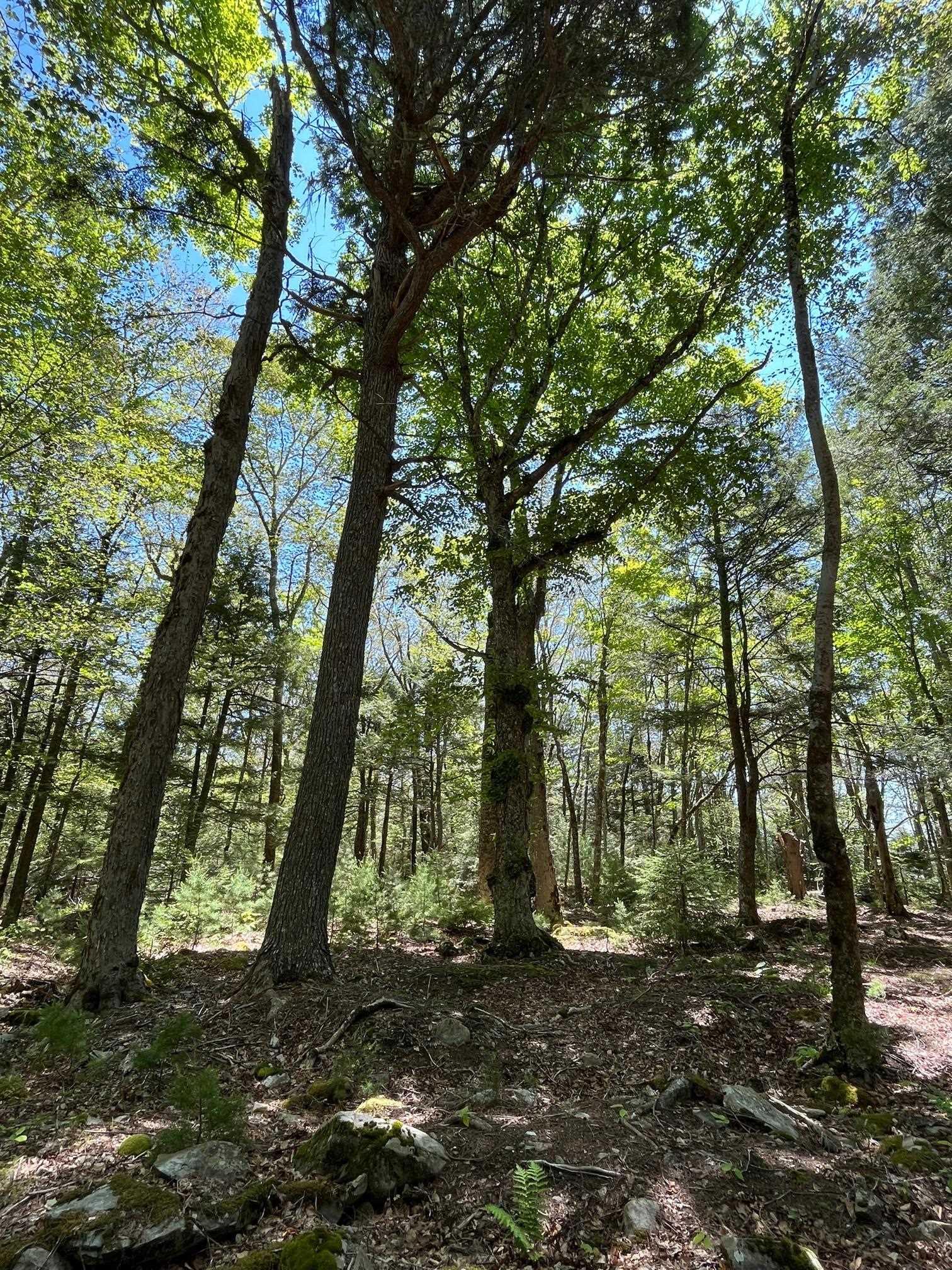 $79,900.00: Lot 18 Thumb Cap Point, Labelle