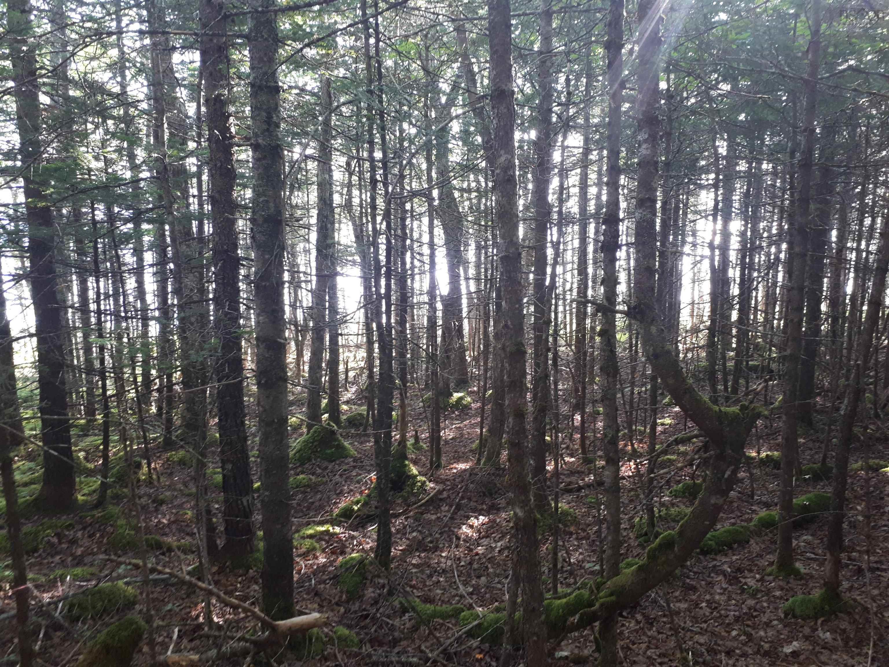 $30,000.00: Lot 1A-79 Maple Dr, Cape George Estates