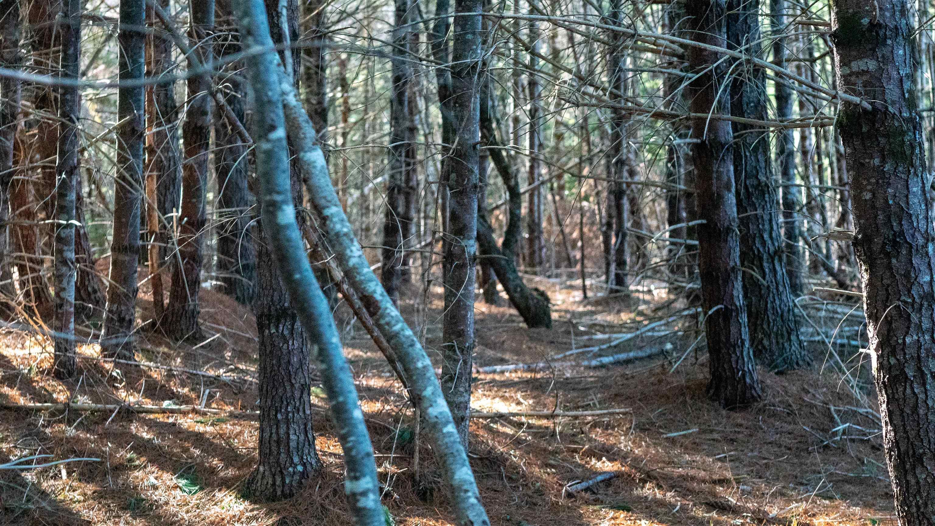 $46,500.00: Lot SS-1 Maple Drive, Lower Ohio