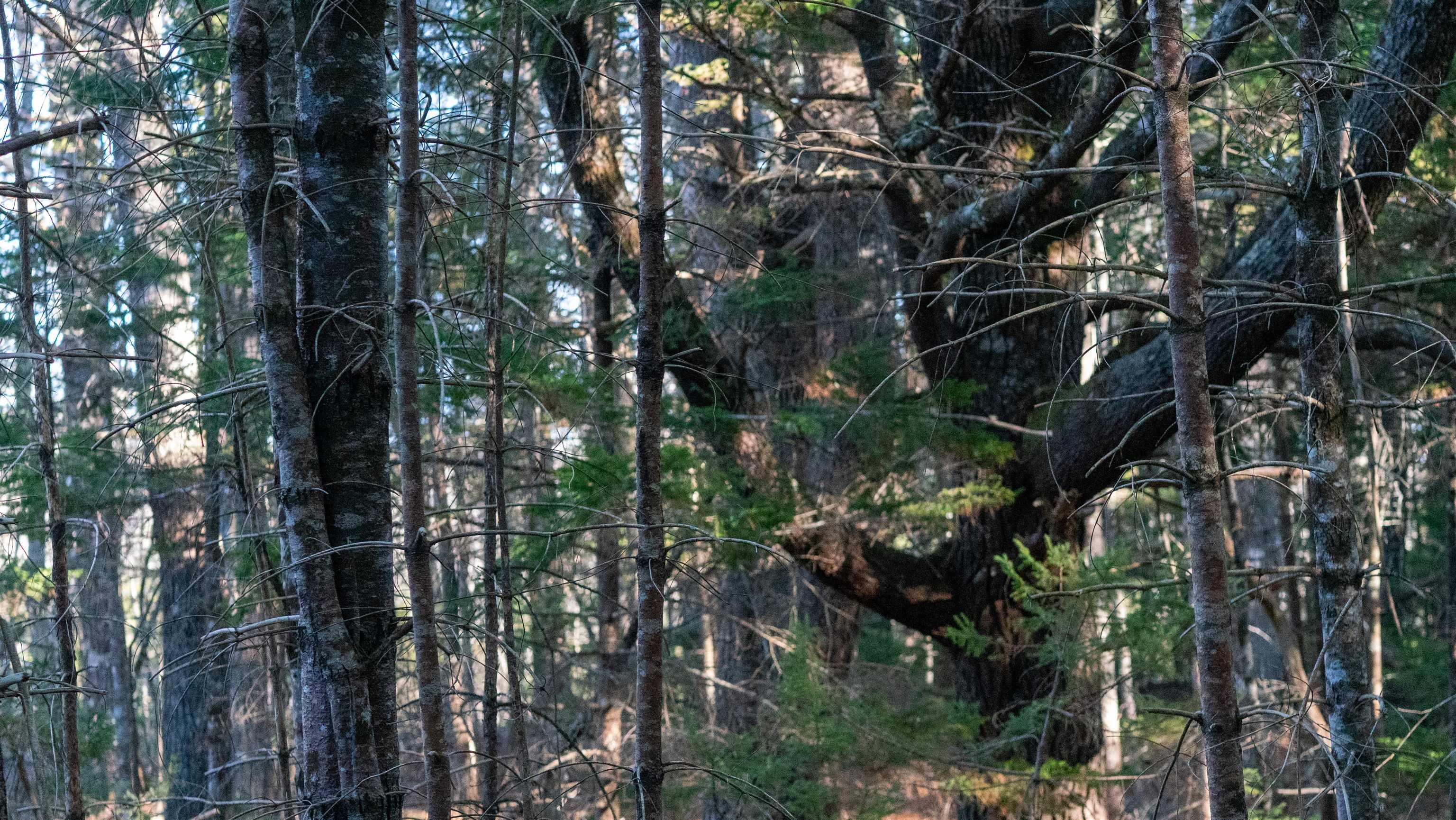 $46,500.00: Lot SS-1 Maple Drive, Lower Ohio