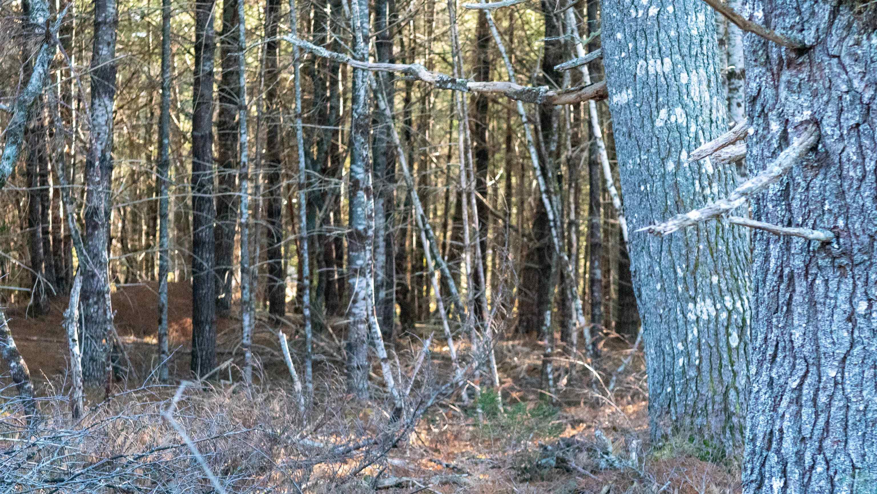 $46,500.00: Lot SS-1 Maple Drive, Lower Ohio