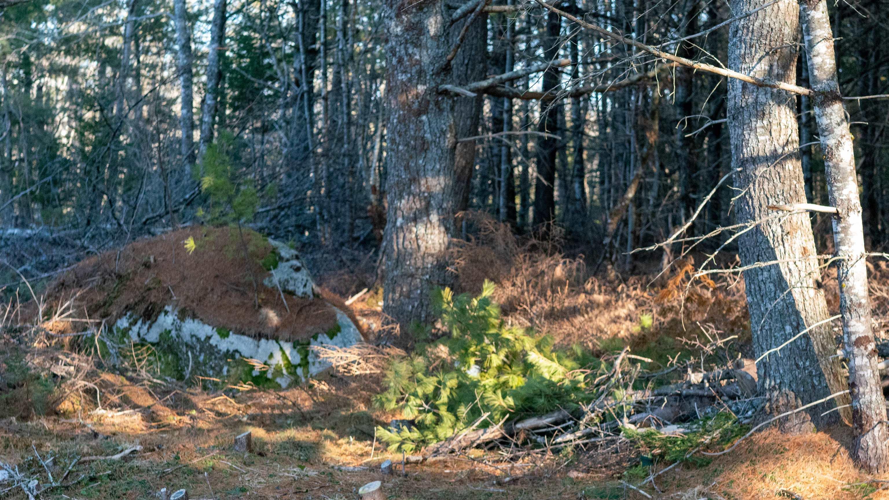 $46,500.00: Lot SS-1 Maple Drive, Lower Ohio