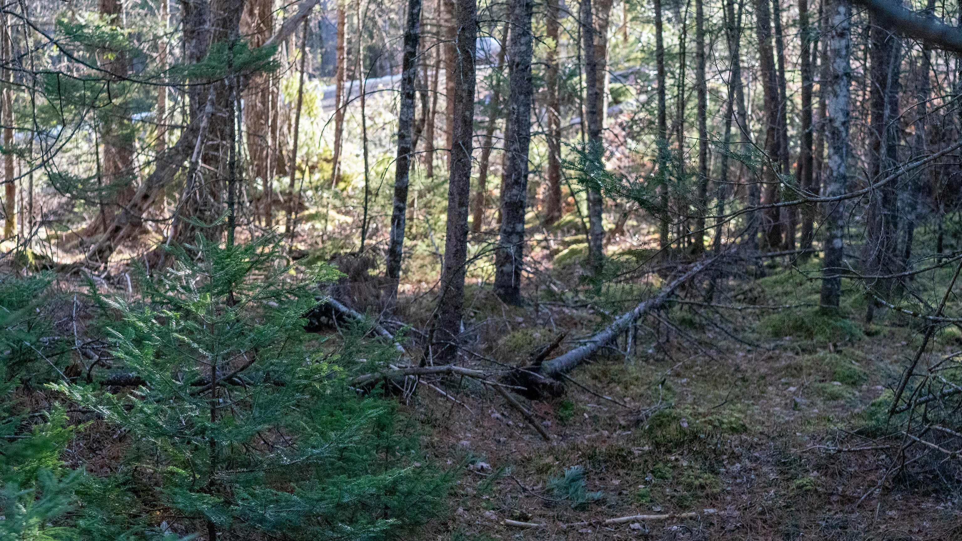 $46,500.00: Lot SS-1 Maple Drive, Lower Ohio