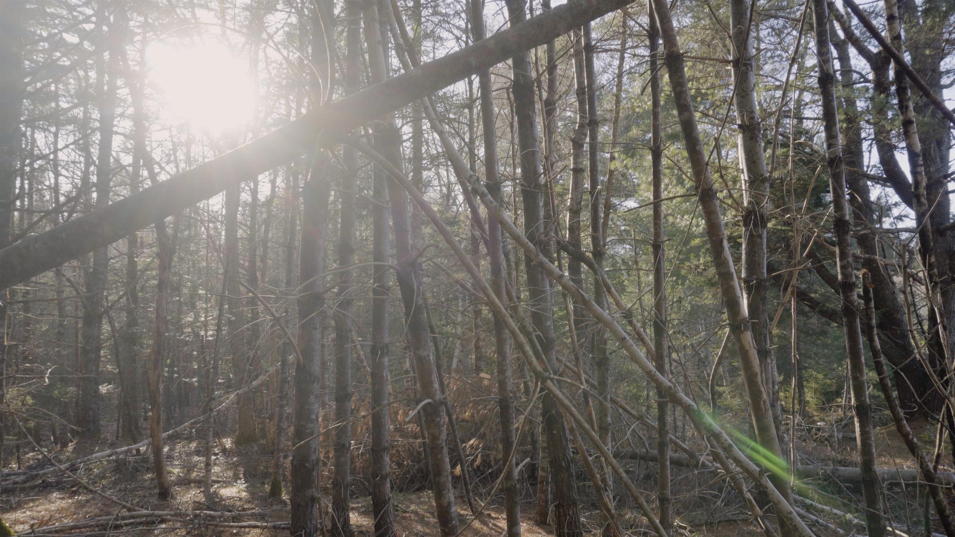 $46,500.00: Lot SS-1 Maple Drive, Lower Ohio